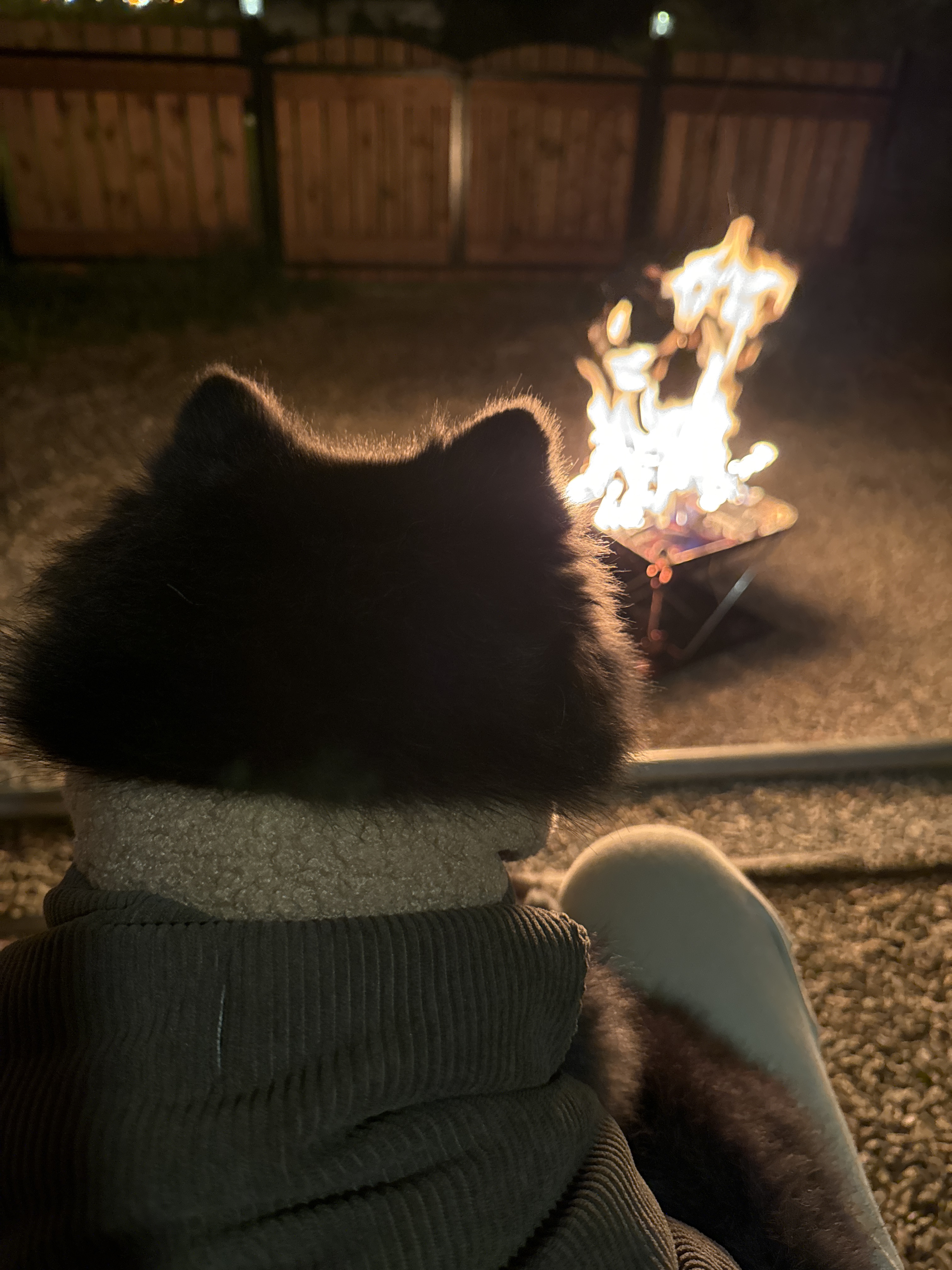 반곰이(현: 레오) 입양 1주년 후기