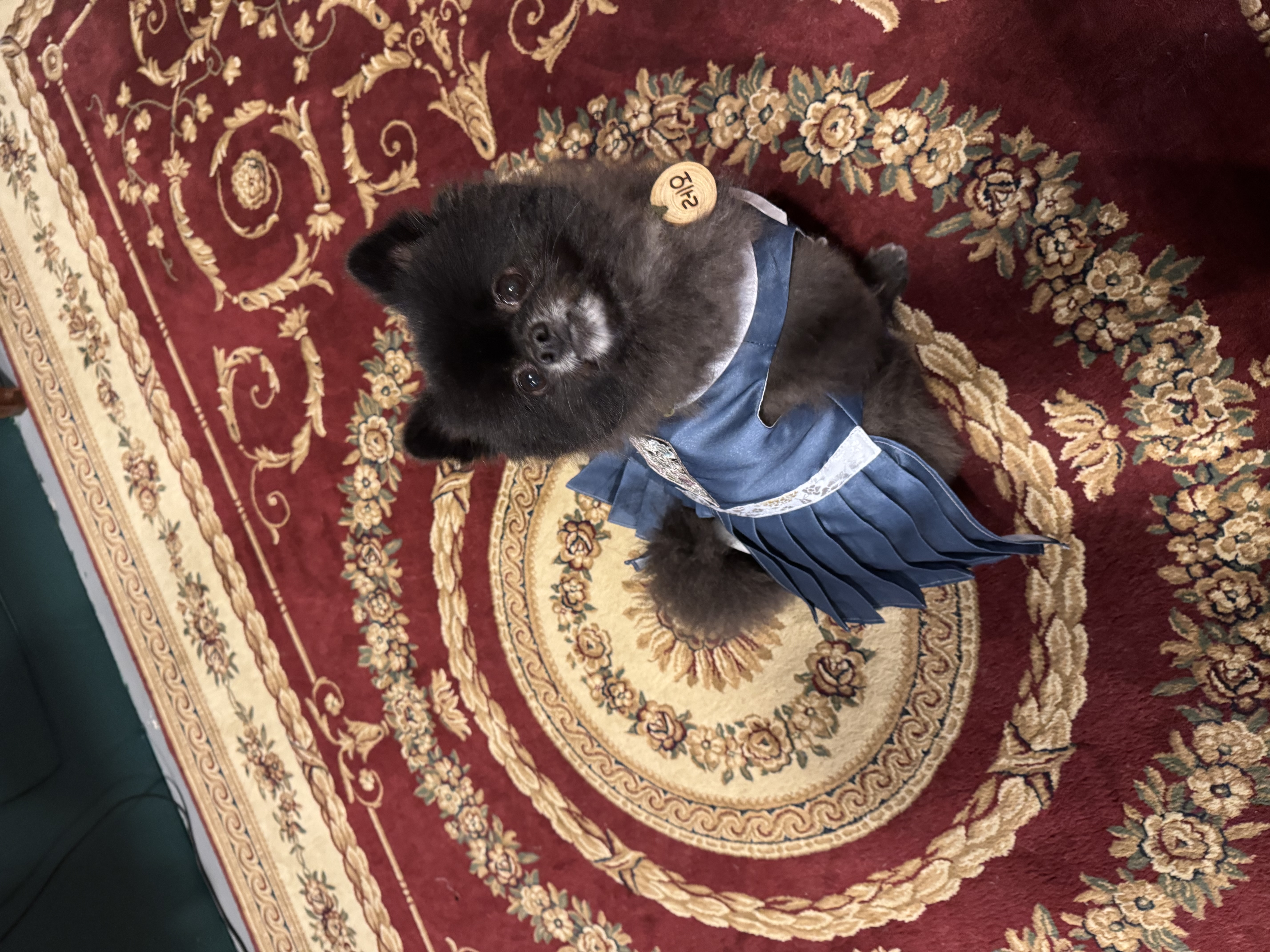 반곰이(현: 레오) 입양 1주년 후기