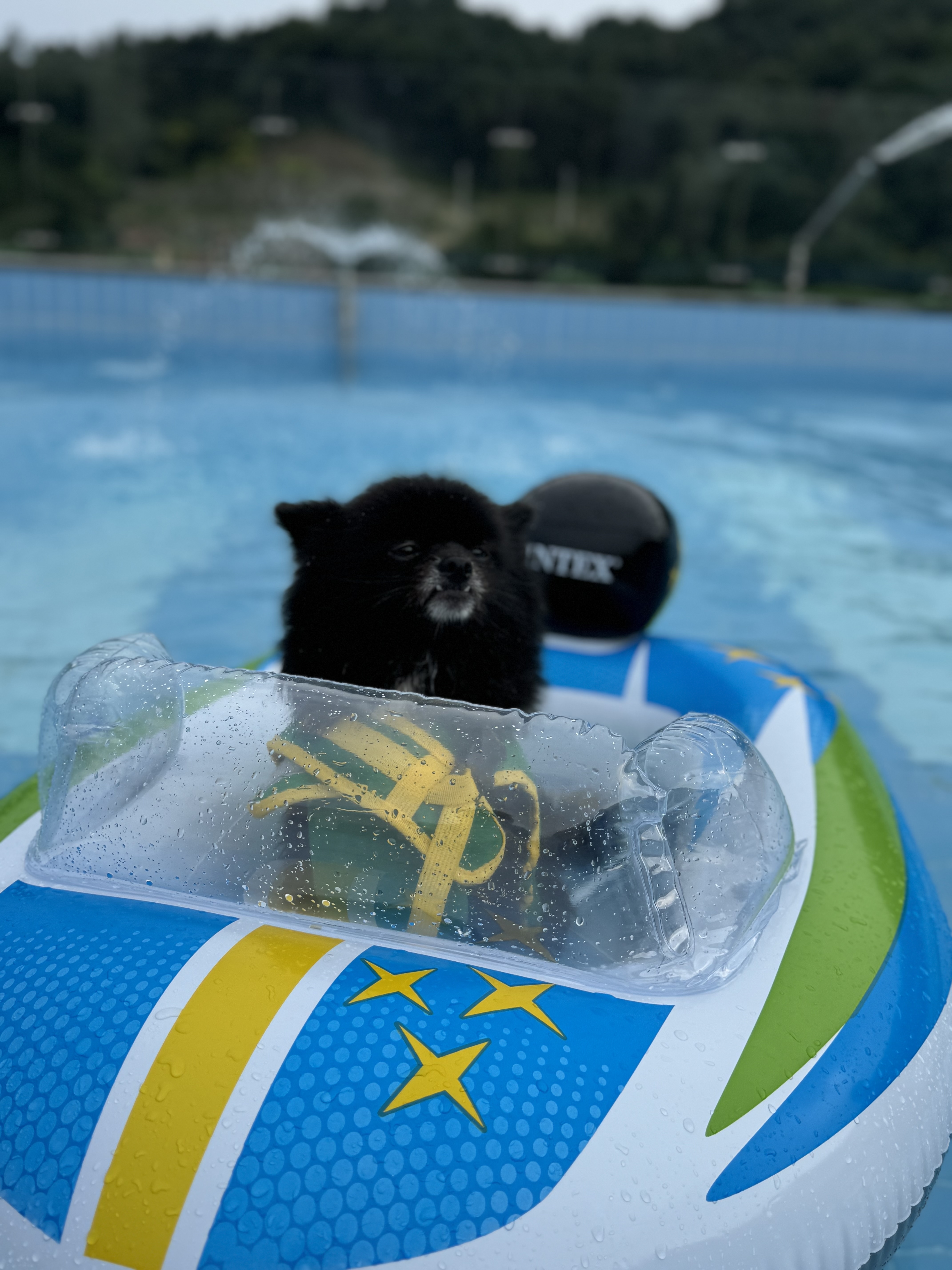 반곰이(현: 레오) 입양 1주년 후기