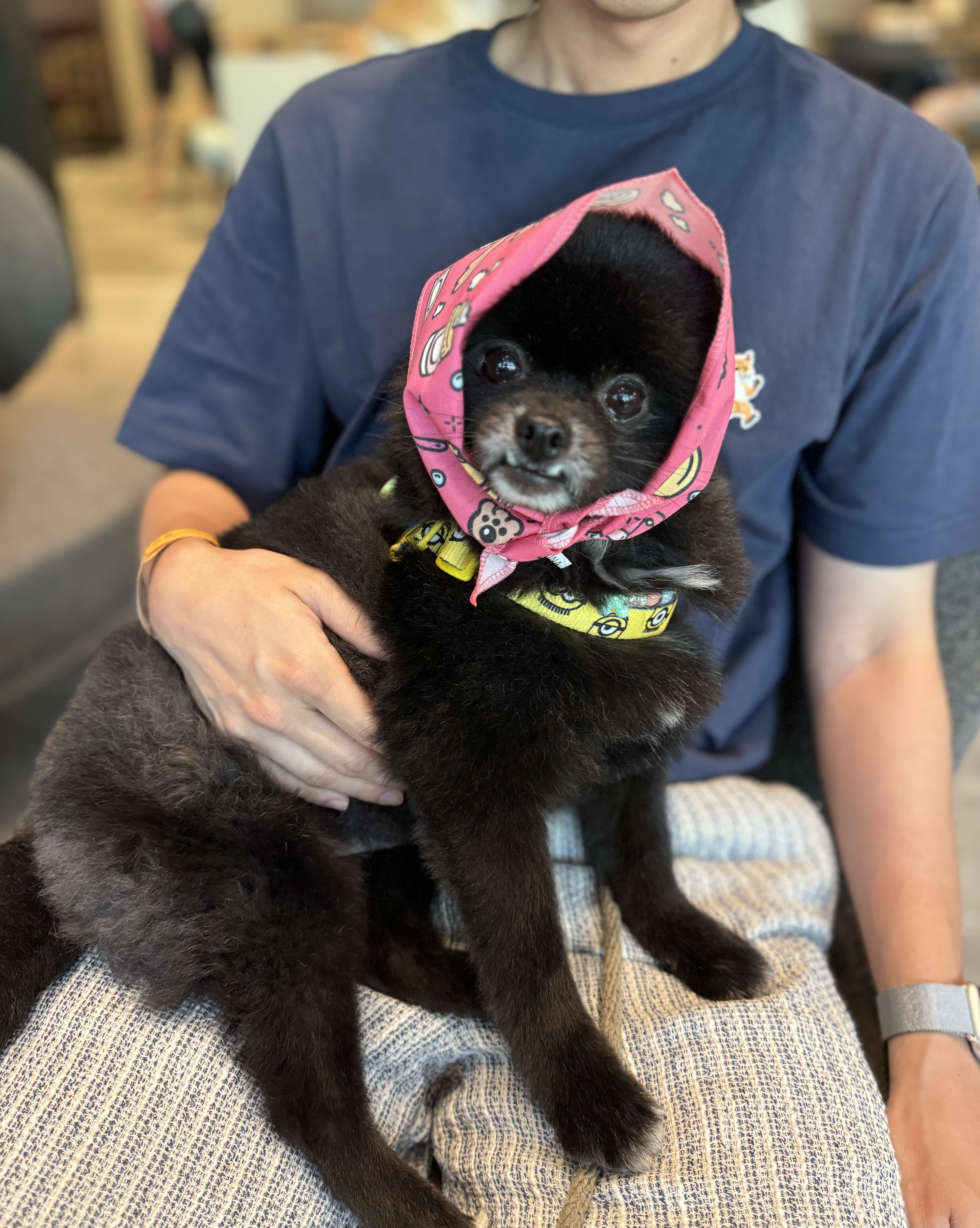 반곰이(현: 레오) 입양 1주년 후기