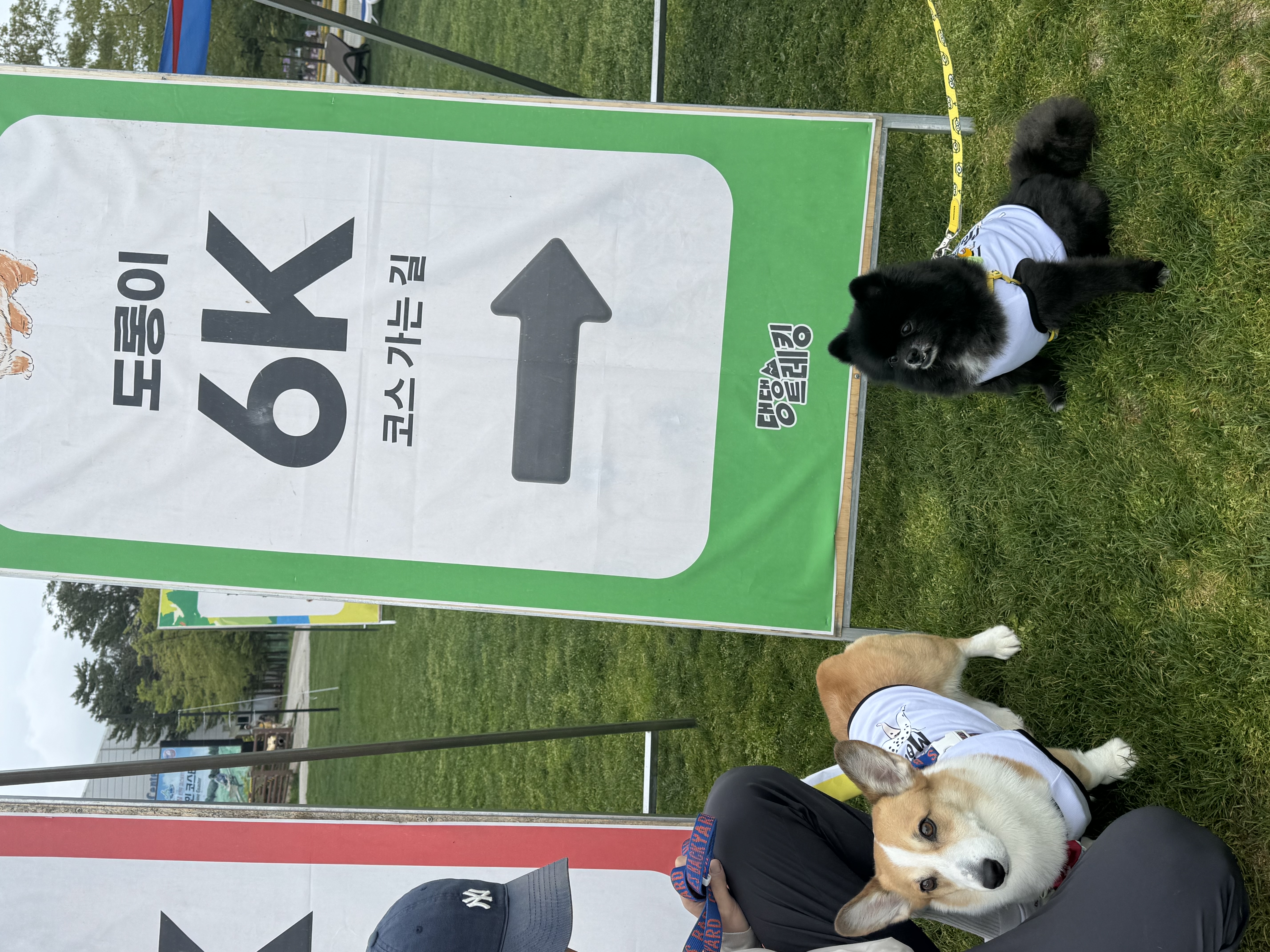 반곰이(현: 레오) 입양 1주년 후기