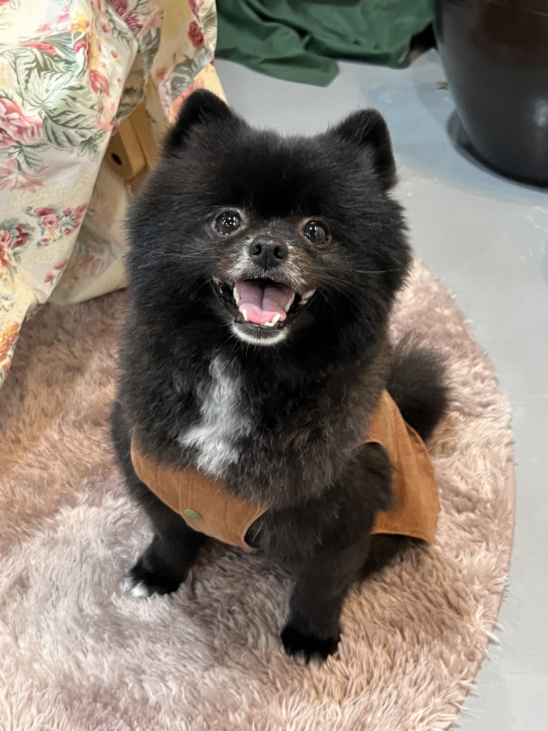 반곰이(현: 레오) 입양 1주년 후기