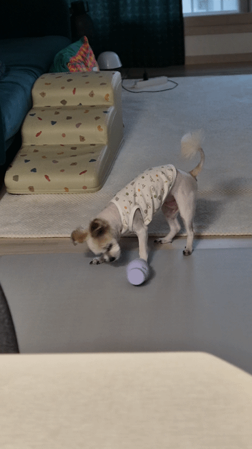 꿈이(금이) 입양 5주년 후기😍