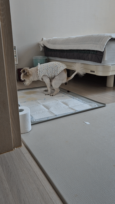 꿈이(금이) 입양 5주년 후기😍