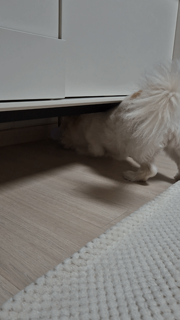 꿈이(금이) 입양 5주년 후기😍