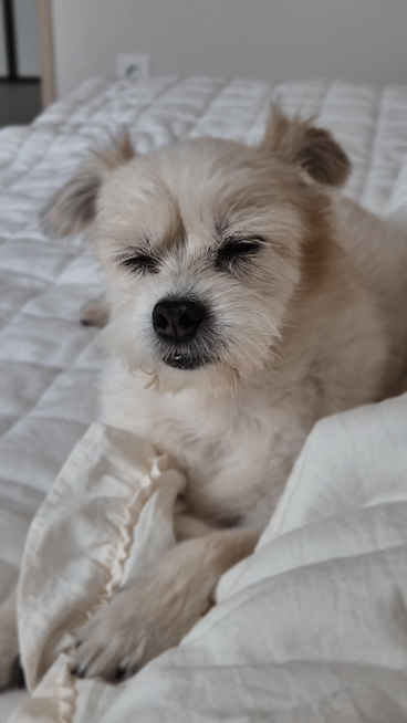 꿈이(금이) 입양 5주년 후기😍