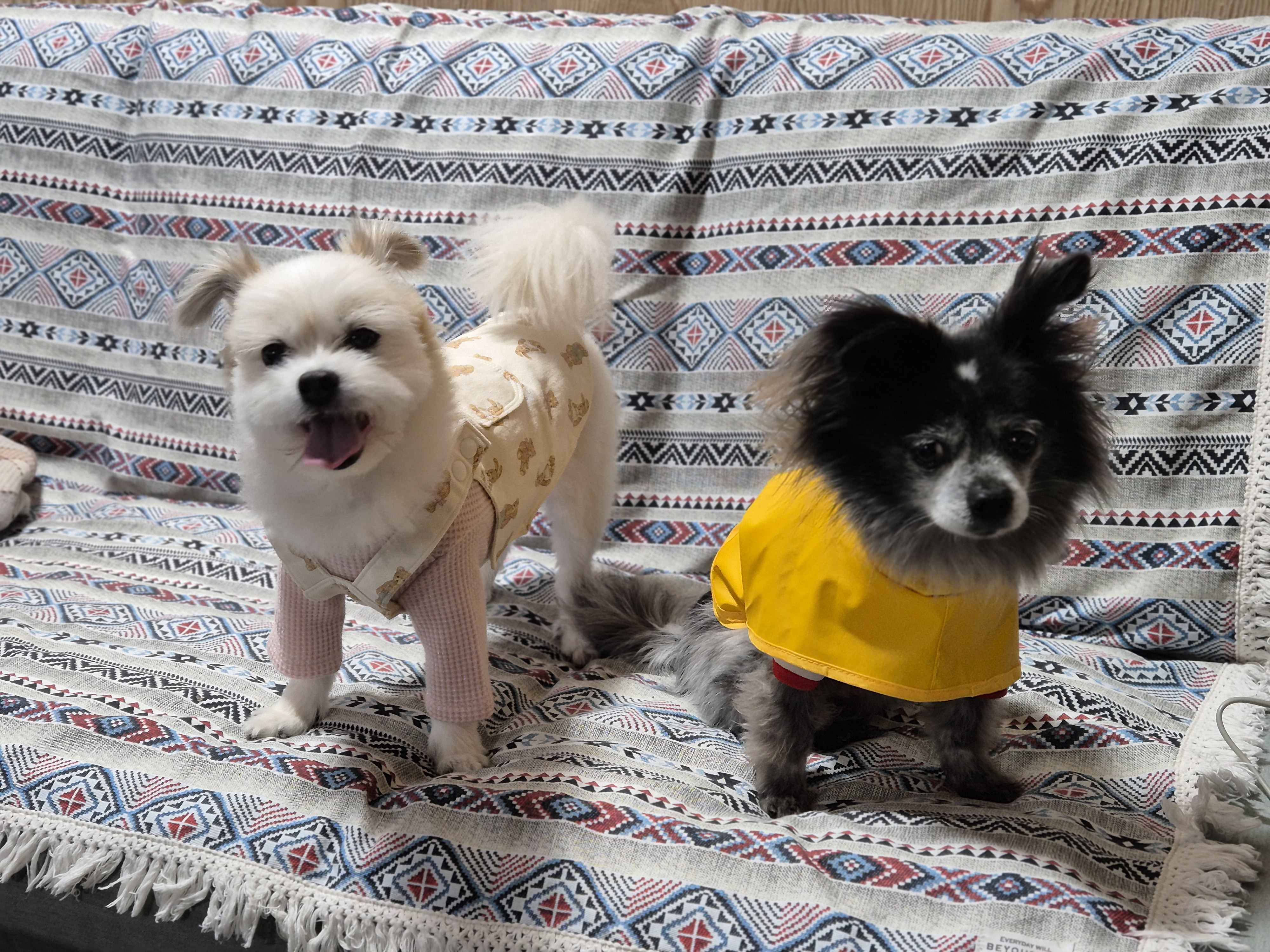 꿈이(금이) 입양 5주년 후기😍