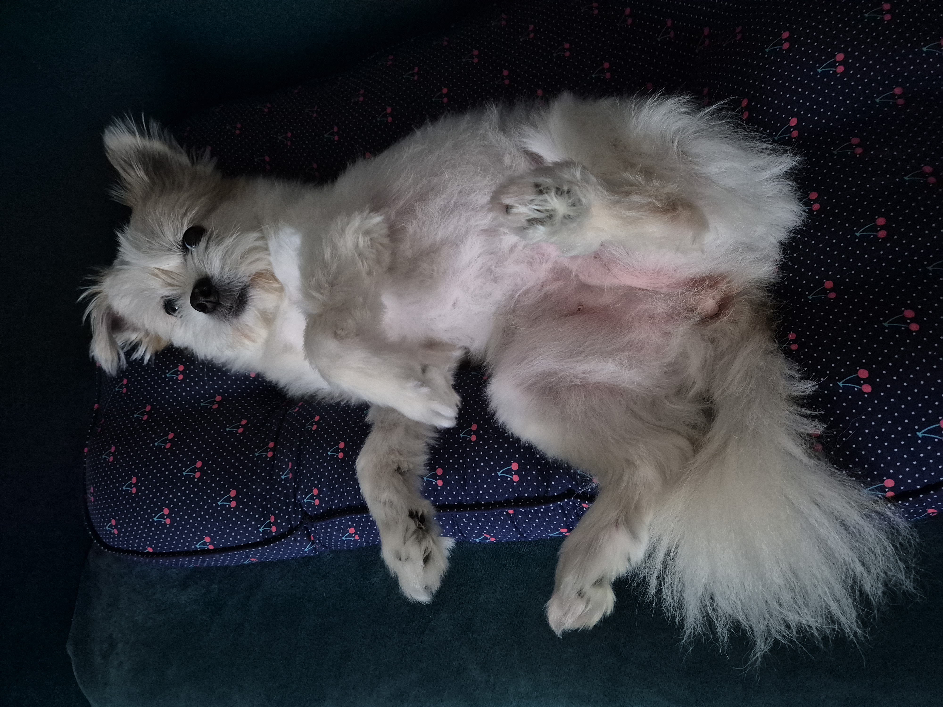 꿈이(금이) 입양 5주년 후기😍