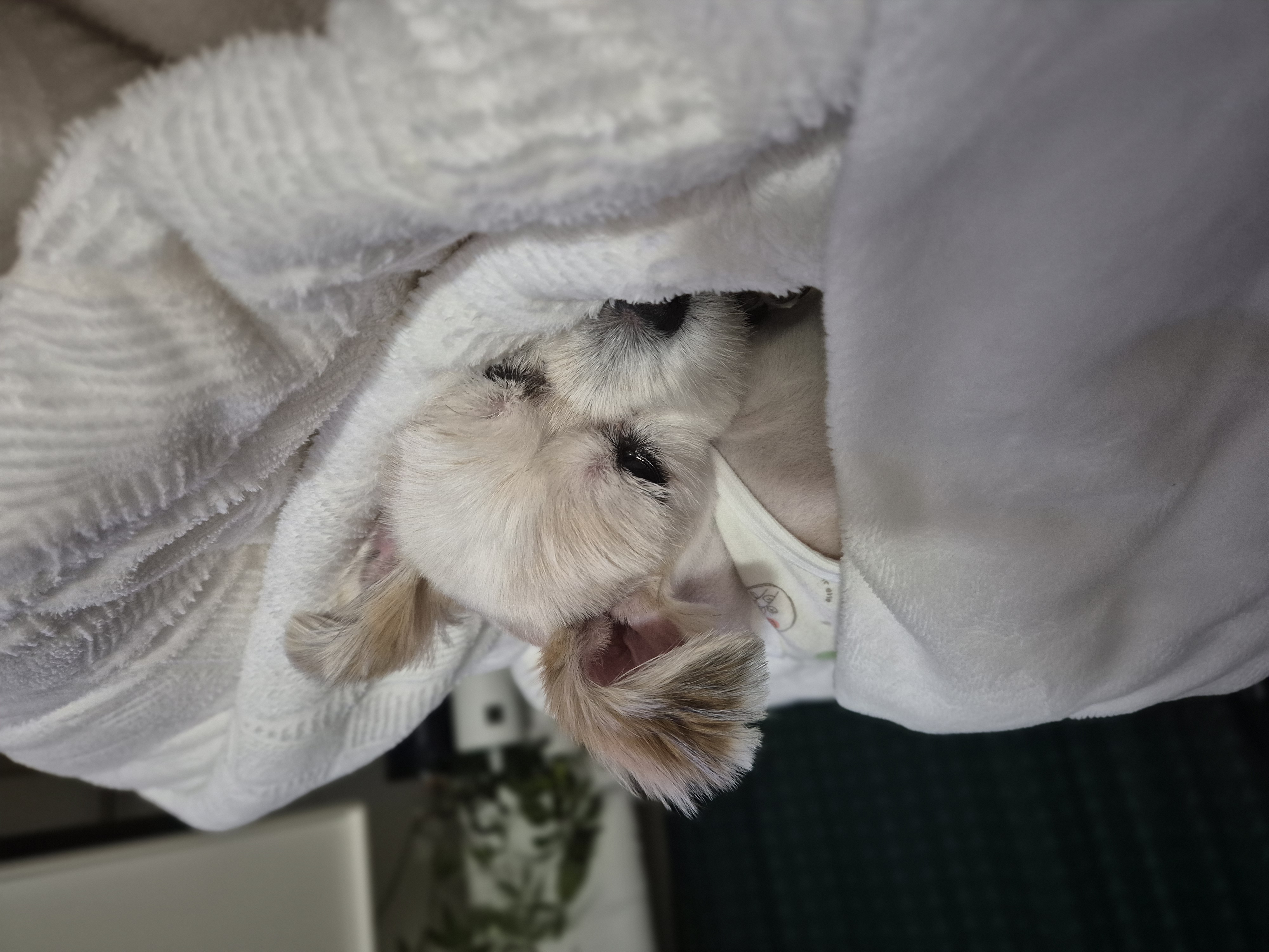 꿈이(금이) 입양 5주년 후기😍