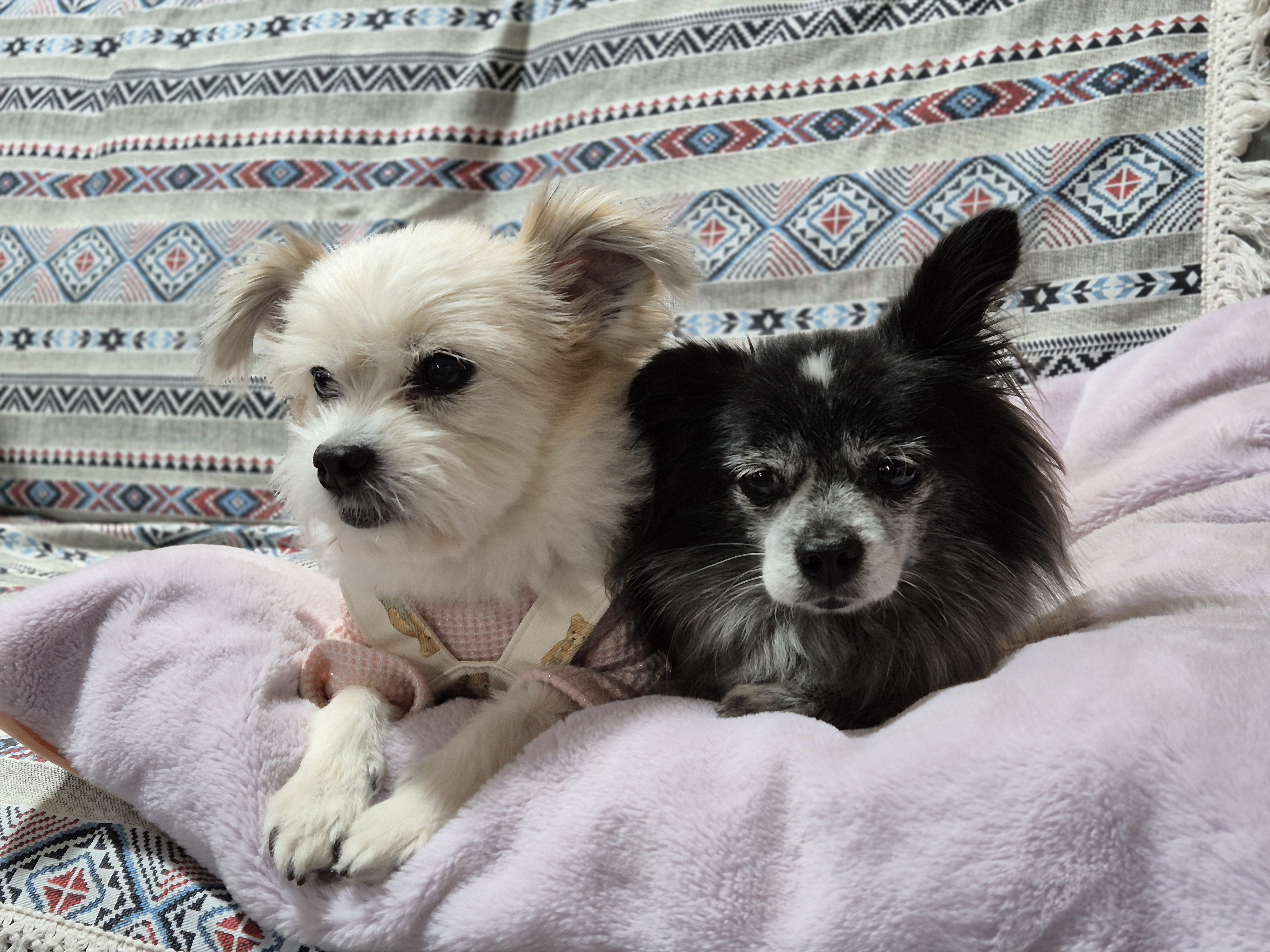 꿈이(금이) 입양 5주년 후기😍