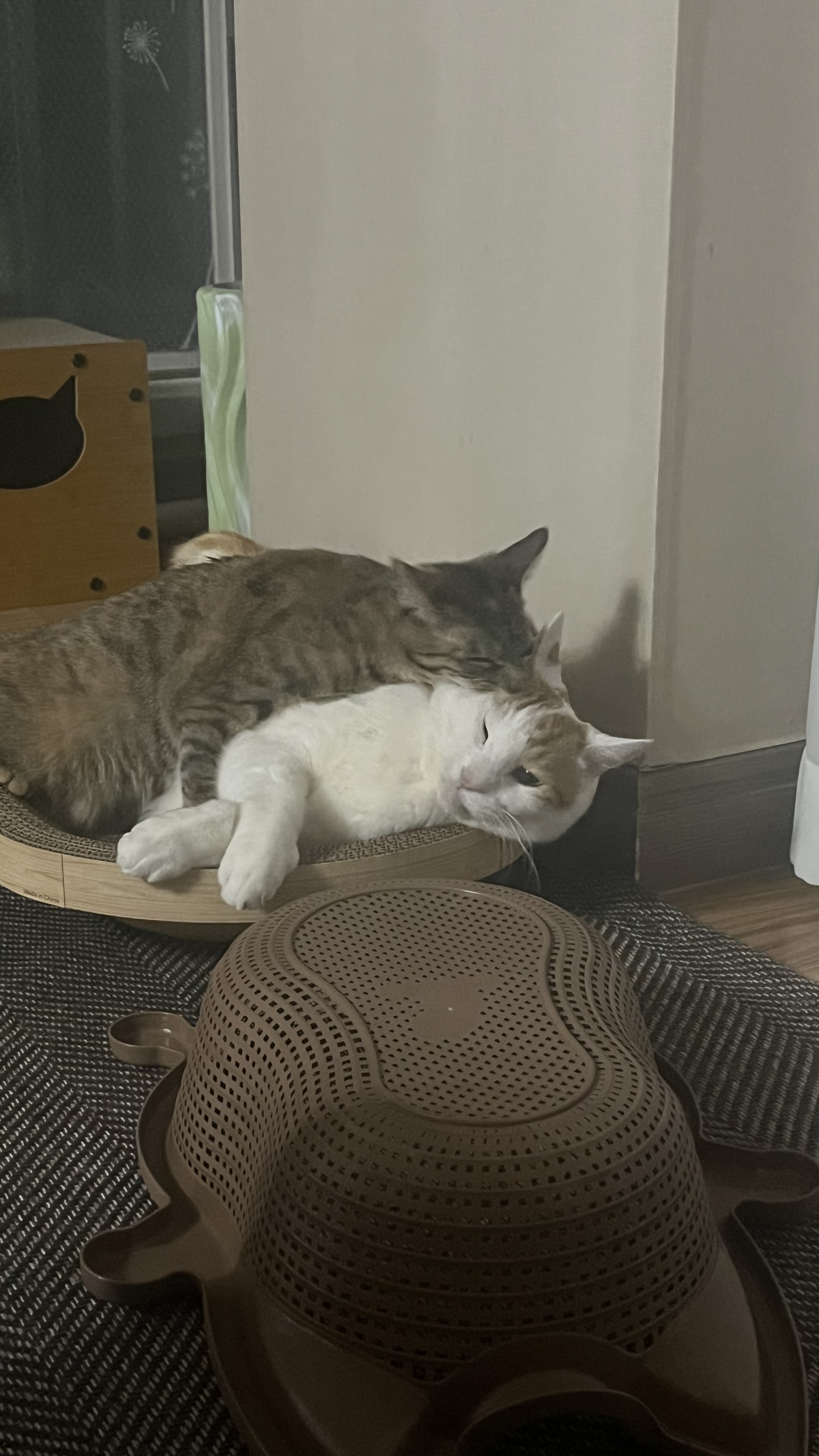 많이 늦은 윤조(고란이) 근황