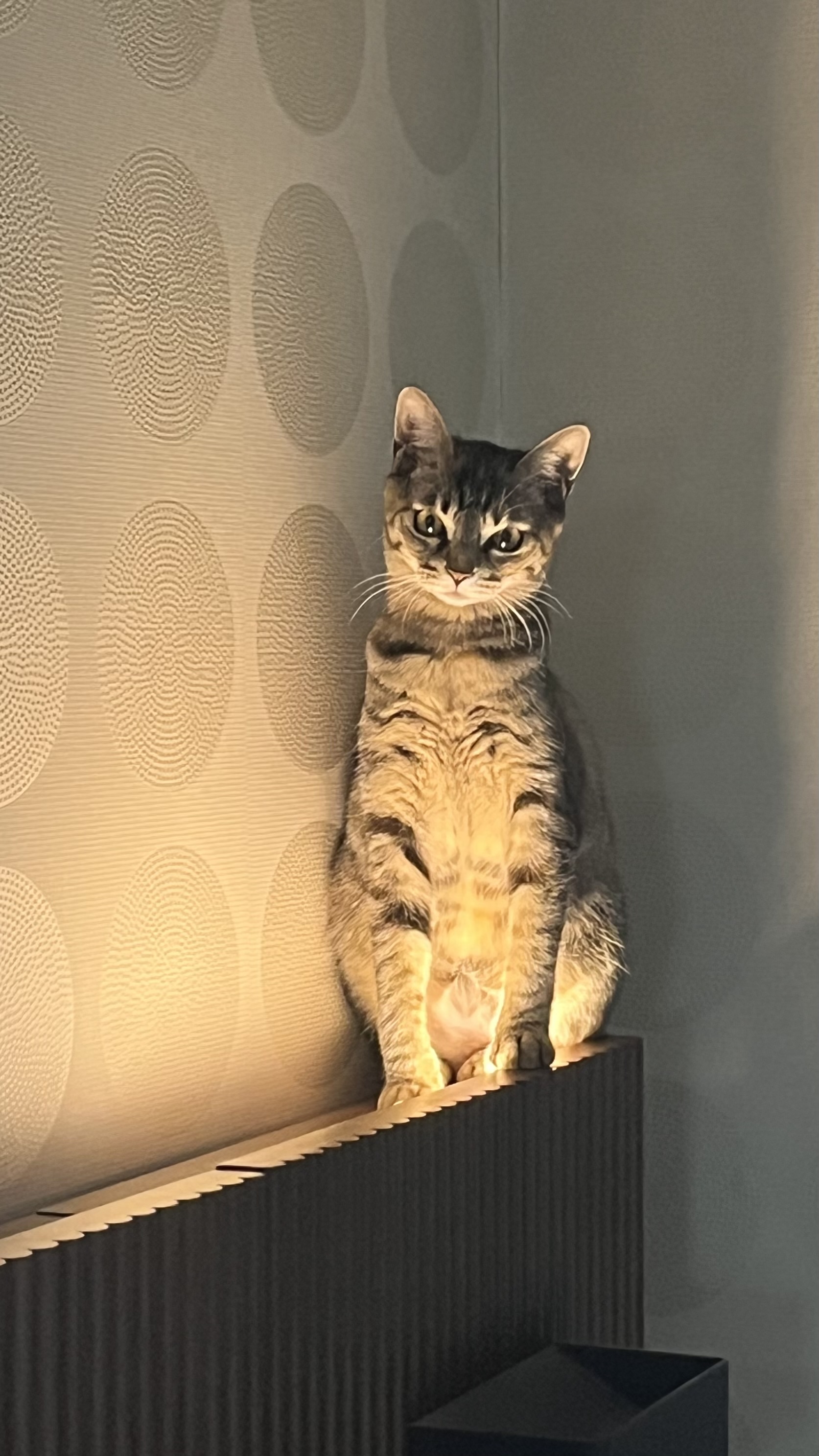 많이 늦은 윤조(고란이) 근황