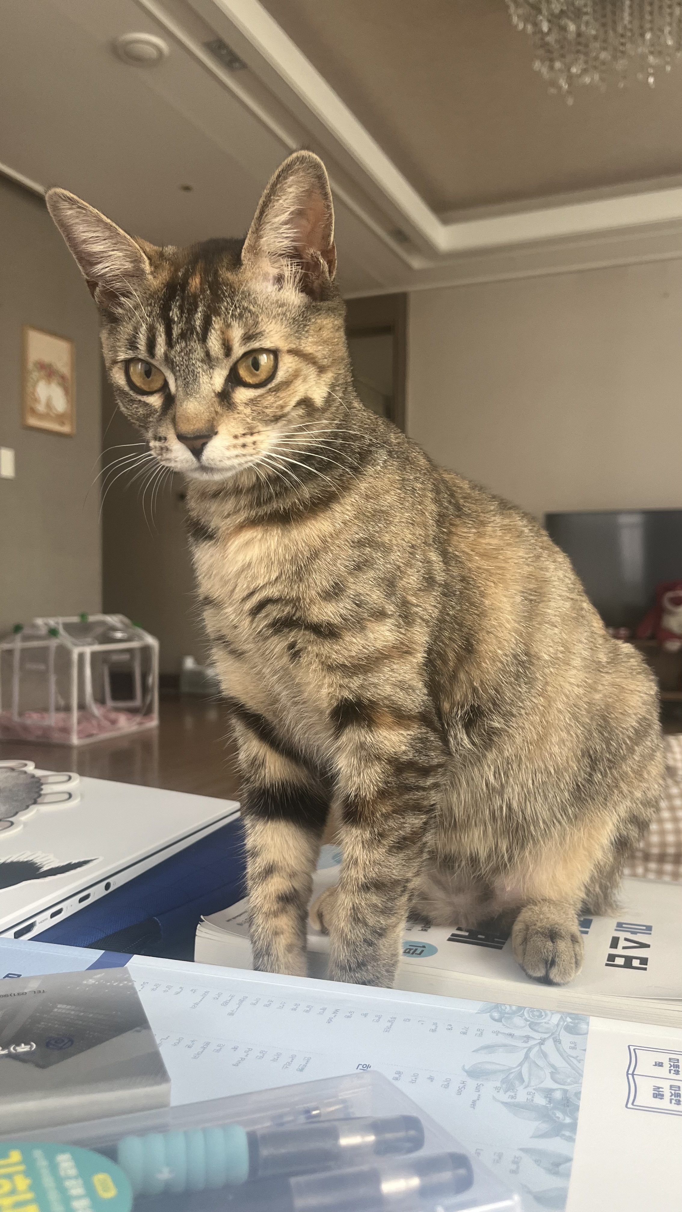 많이 늦은 윤조(고란이) 근황