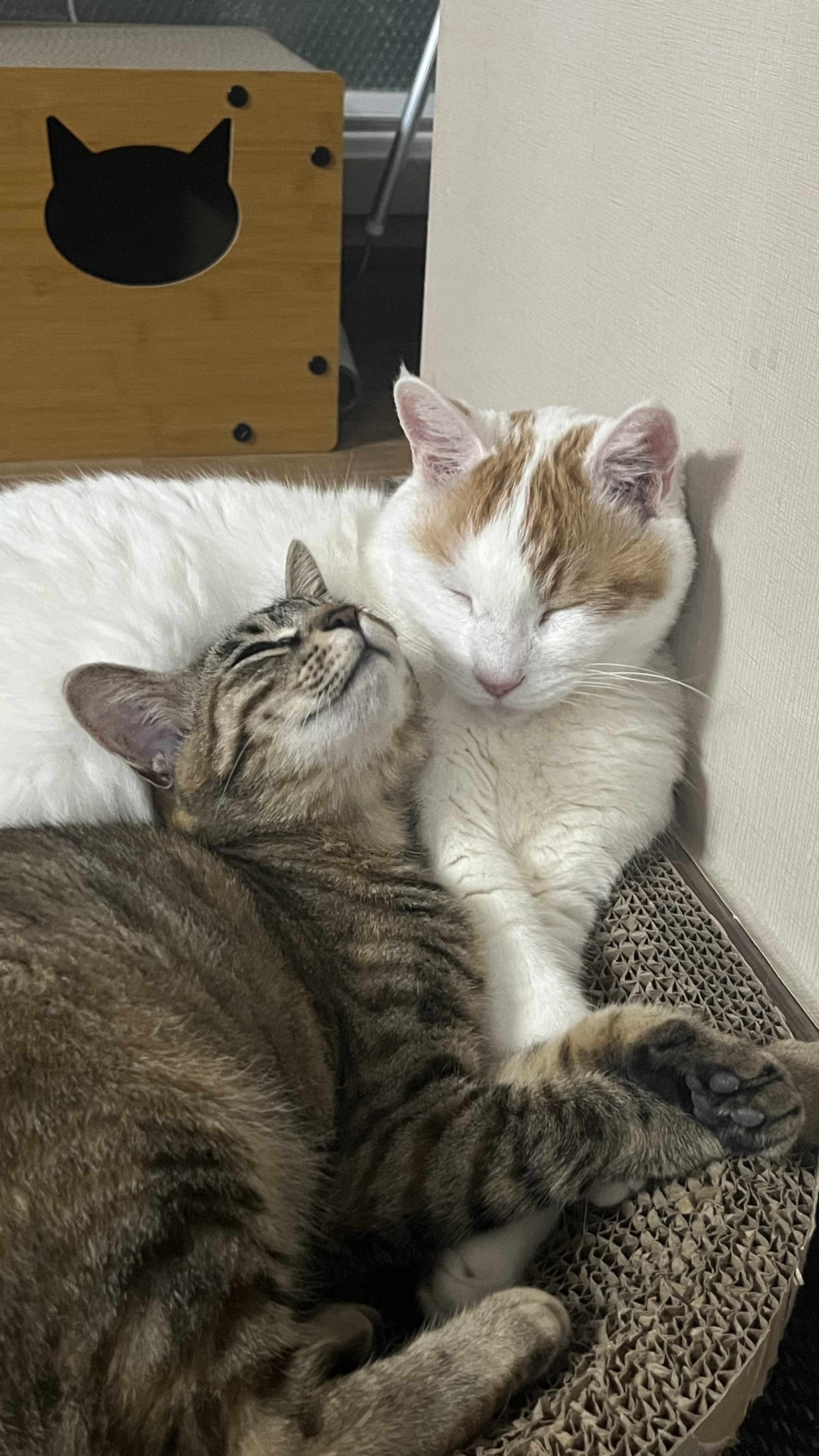 많이 늦은 윤조(고란이) 근황