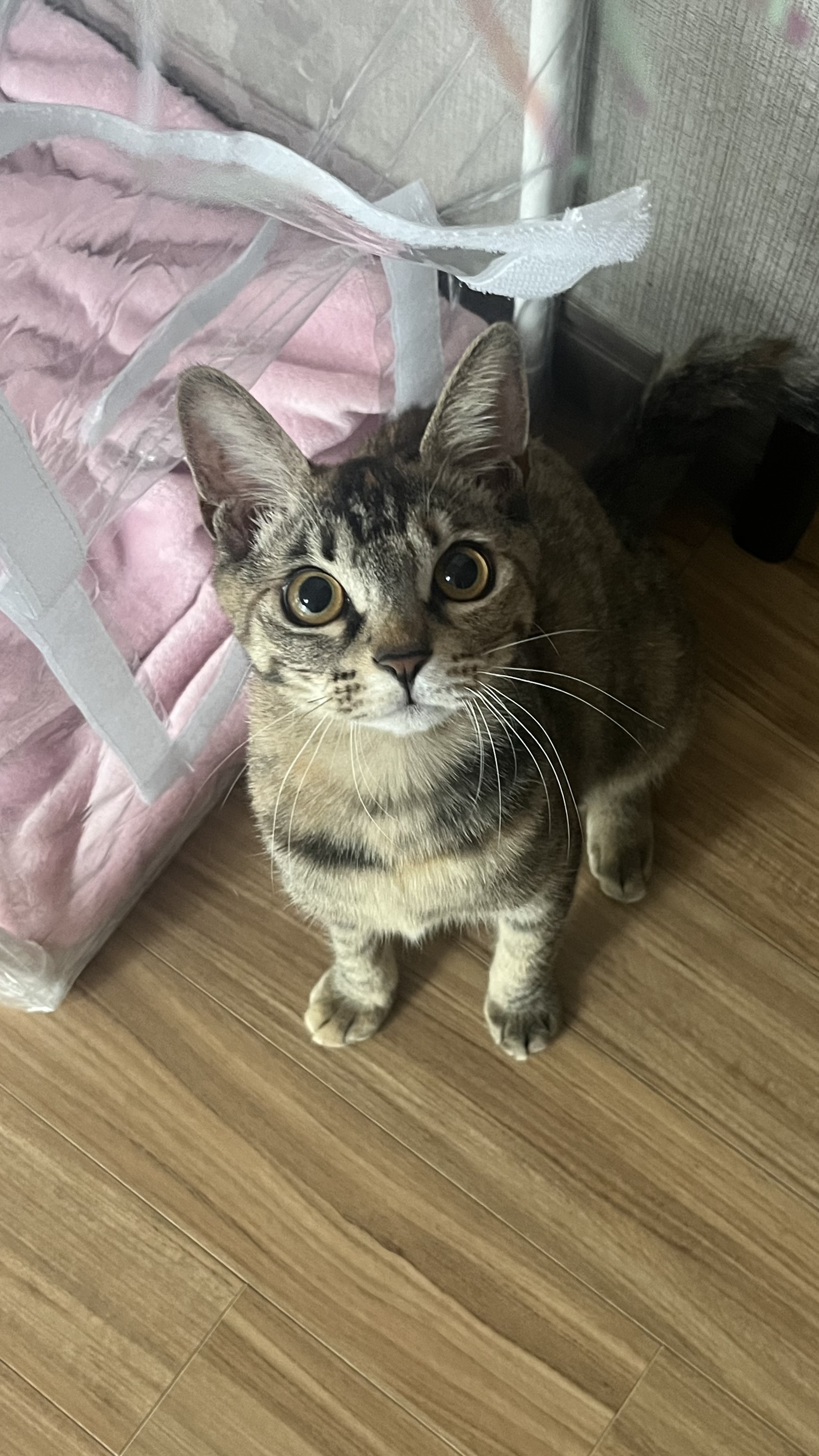 많이 늦은 윤조(고란이) 근황