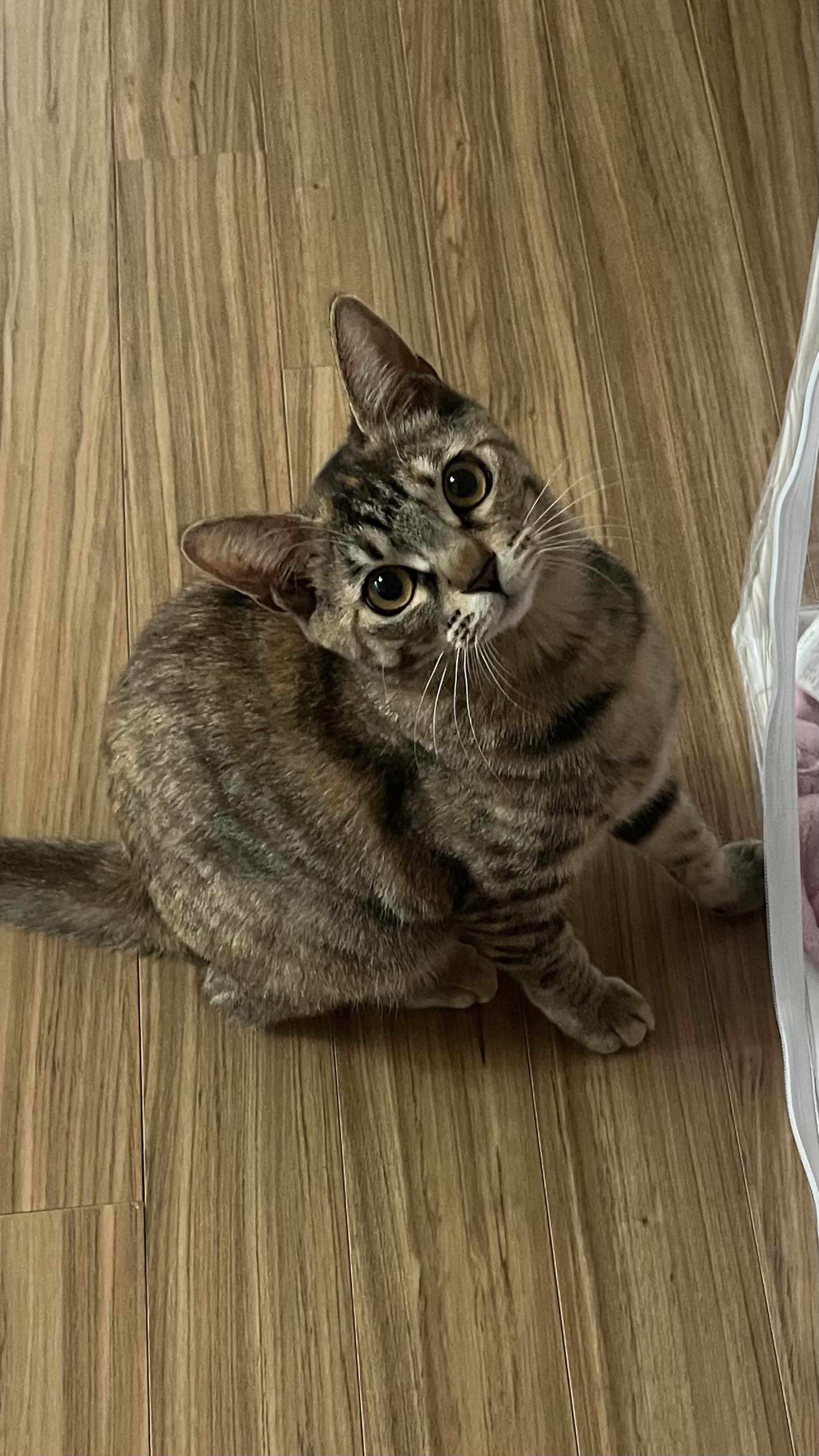 많이 늦은 윤조(고란이) 근황