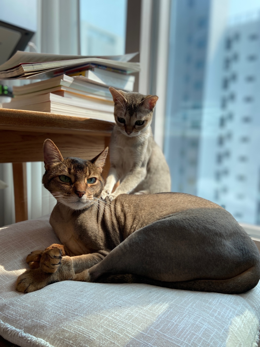 벌써 한 달 누루(실키) 인사드립니다