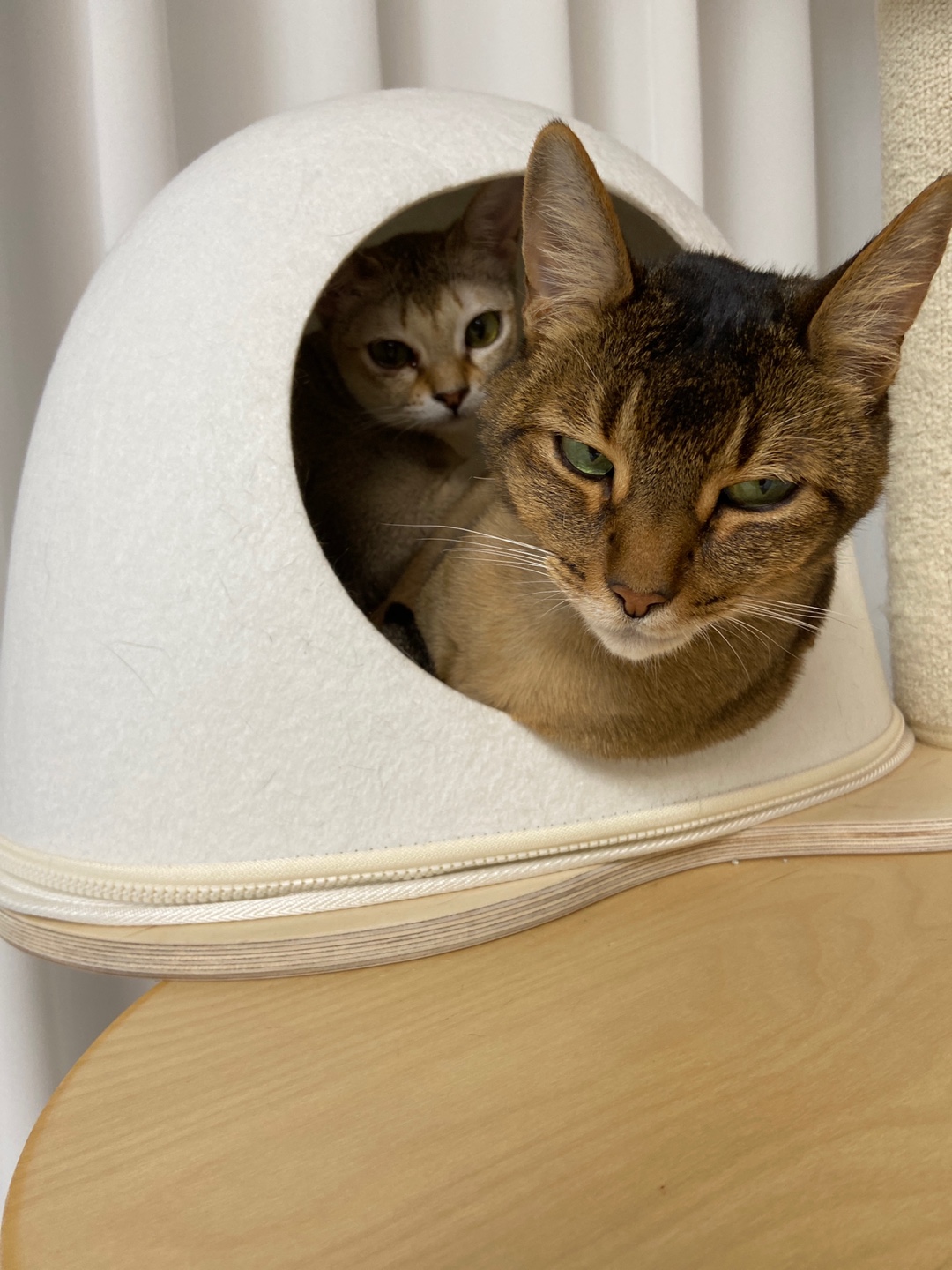 벌써 한 달 누루(실키) 인사드립니다