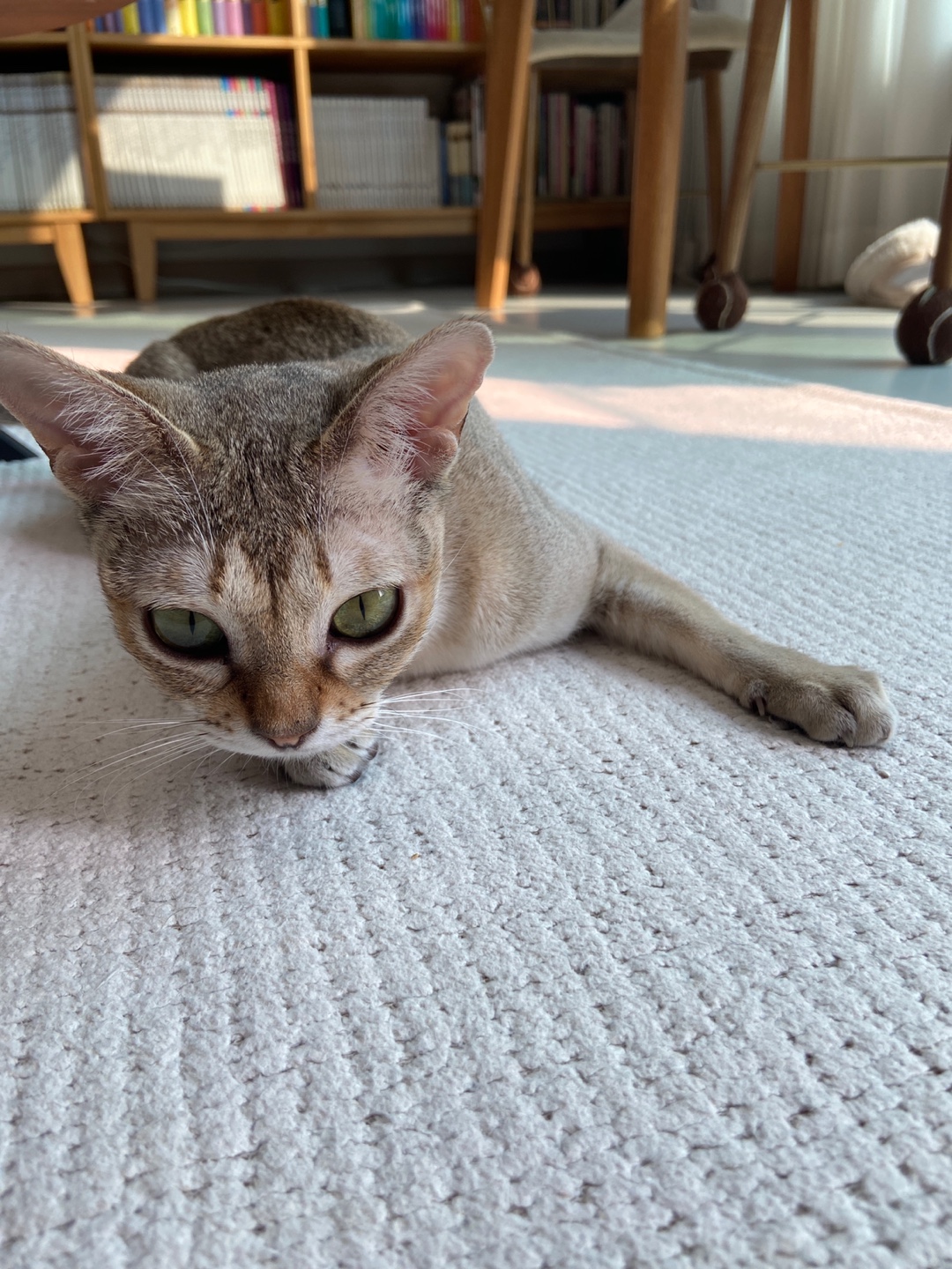 벌써 한 달 누루(실키) 인사드립니다