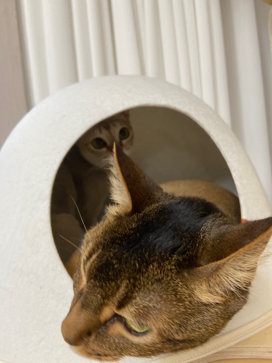 벌써 한 달 누루(실키) 인사드립니다