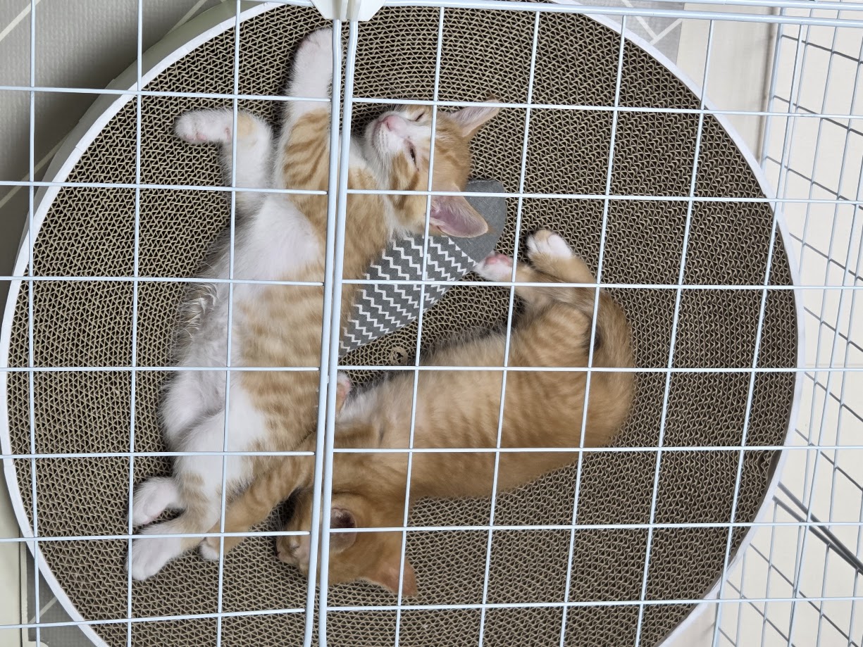 망고, 나나 1주차