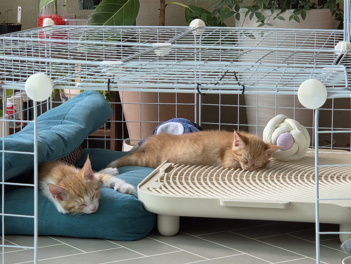 망고, 나나 1주차