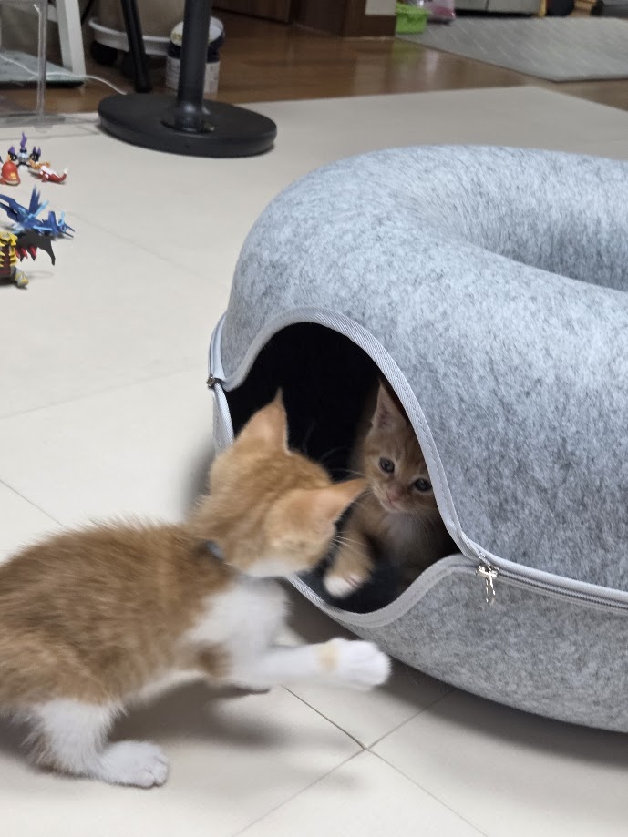 망고, 나나 1주차