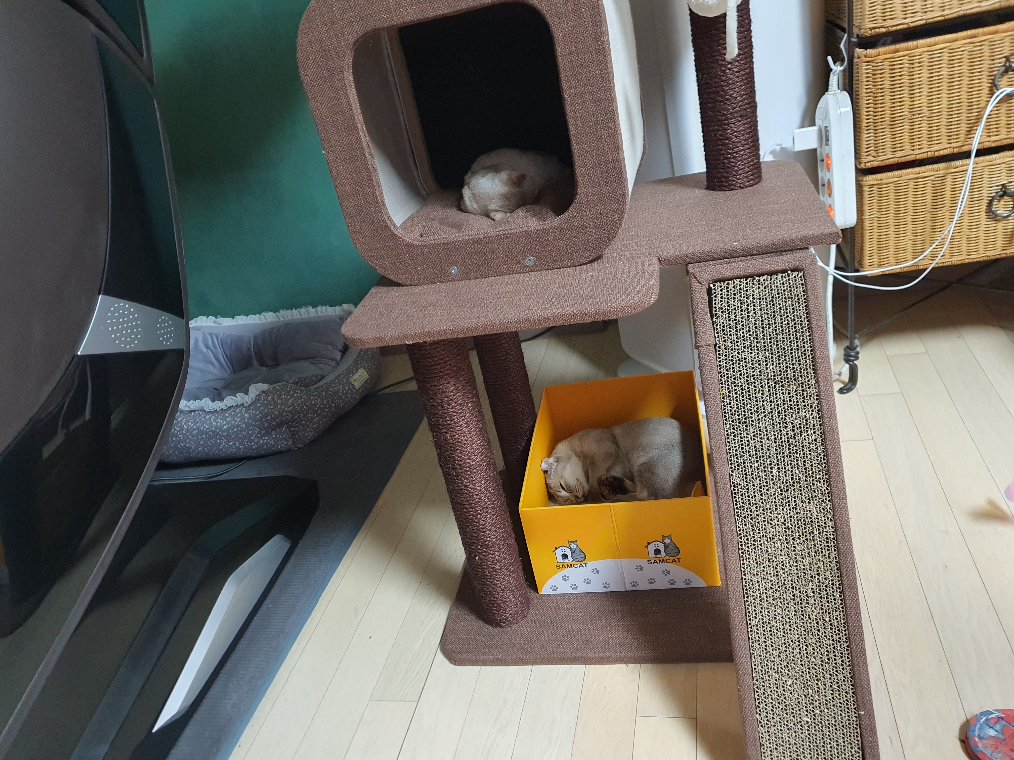 칸쵸와 귀요미 입양후 1개월 현황