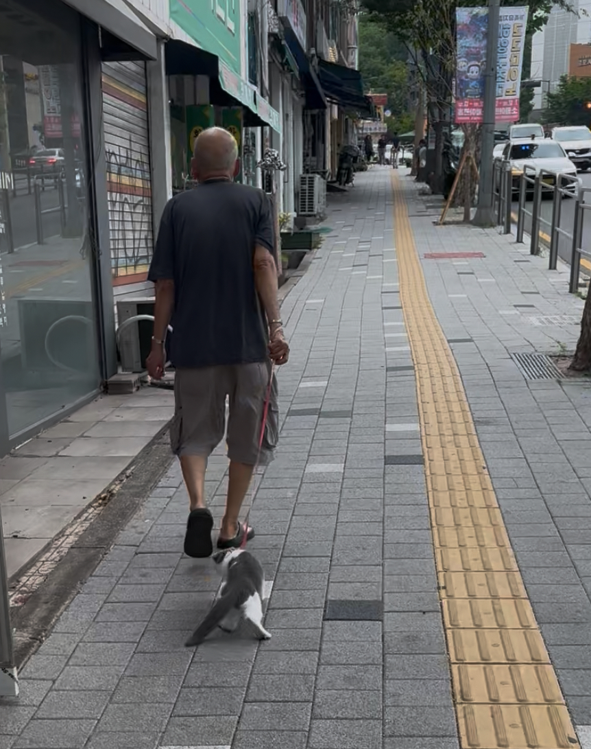 고양이 산책 학대