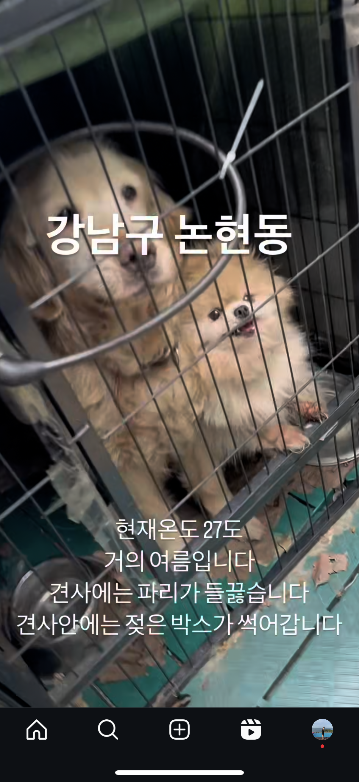 강남구 논현동 리트리버,포메라니안 방치 학대