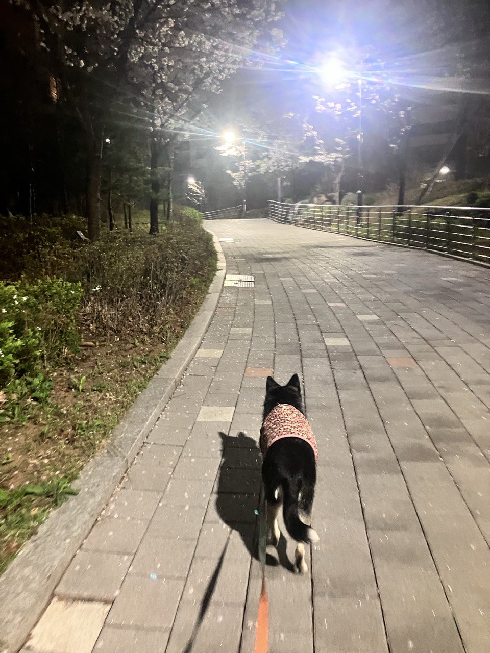  두송이(로하)와 함께  3년!