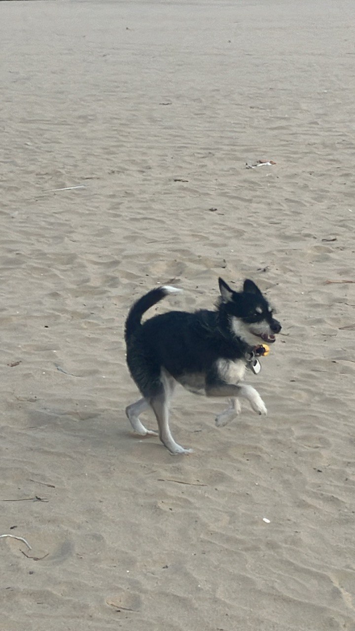  두송이(로하)와 함께  3년!