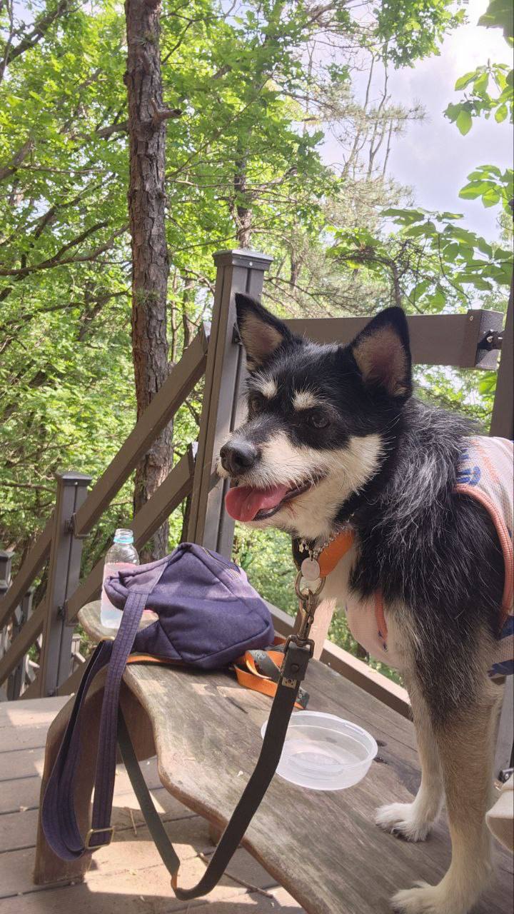  두송이(로하)와 함께  3년!