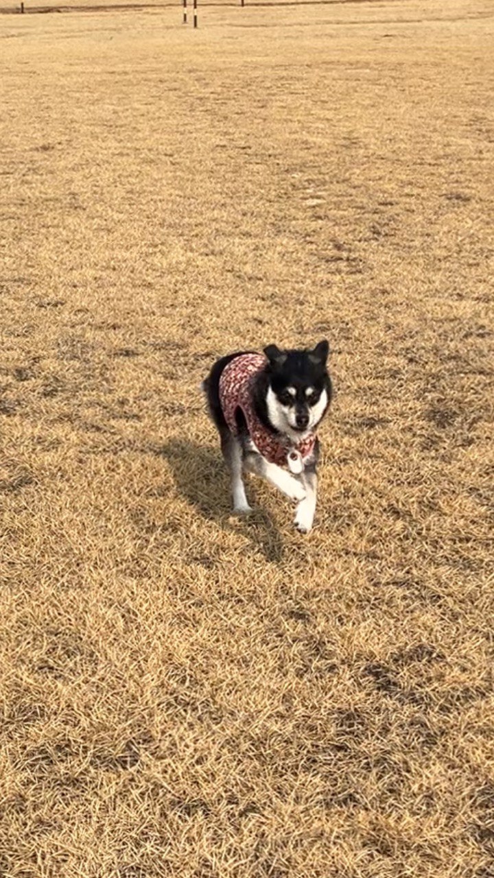  두송이(로하)와 함께  3년!