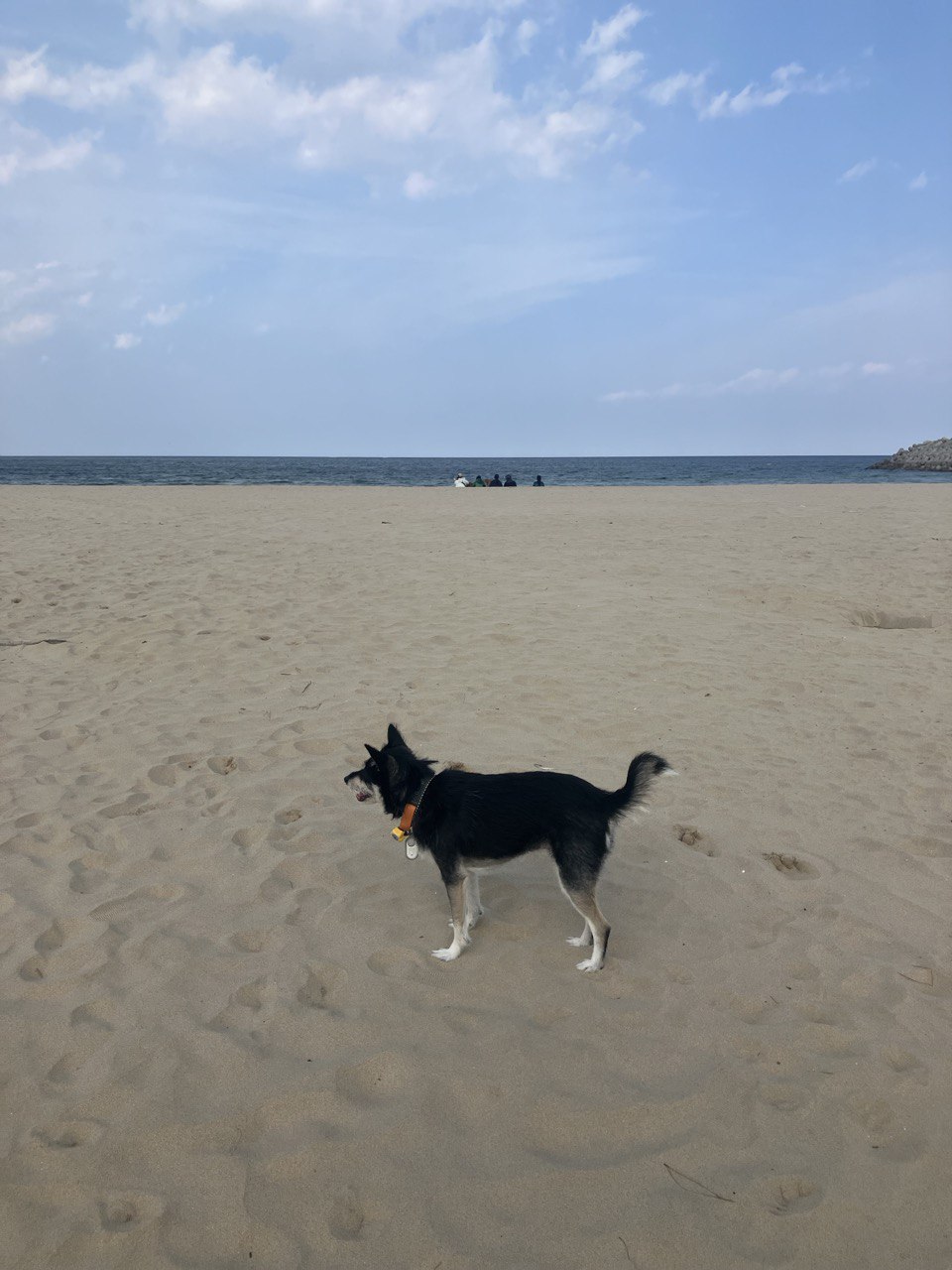  두송이(로하)와 함께  3년!