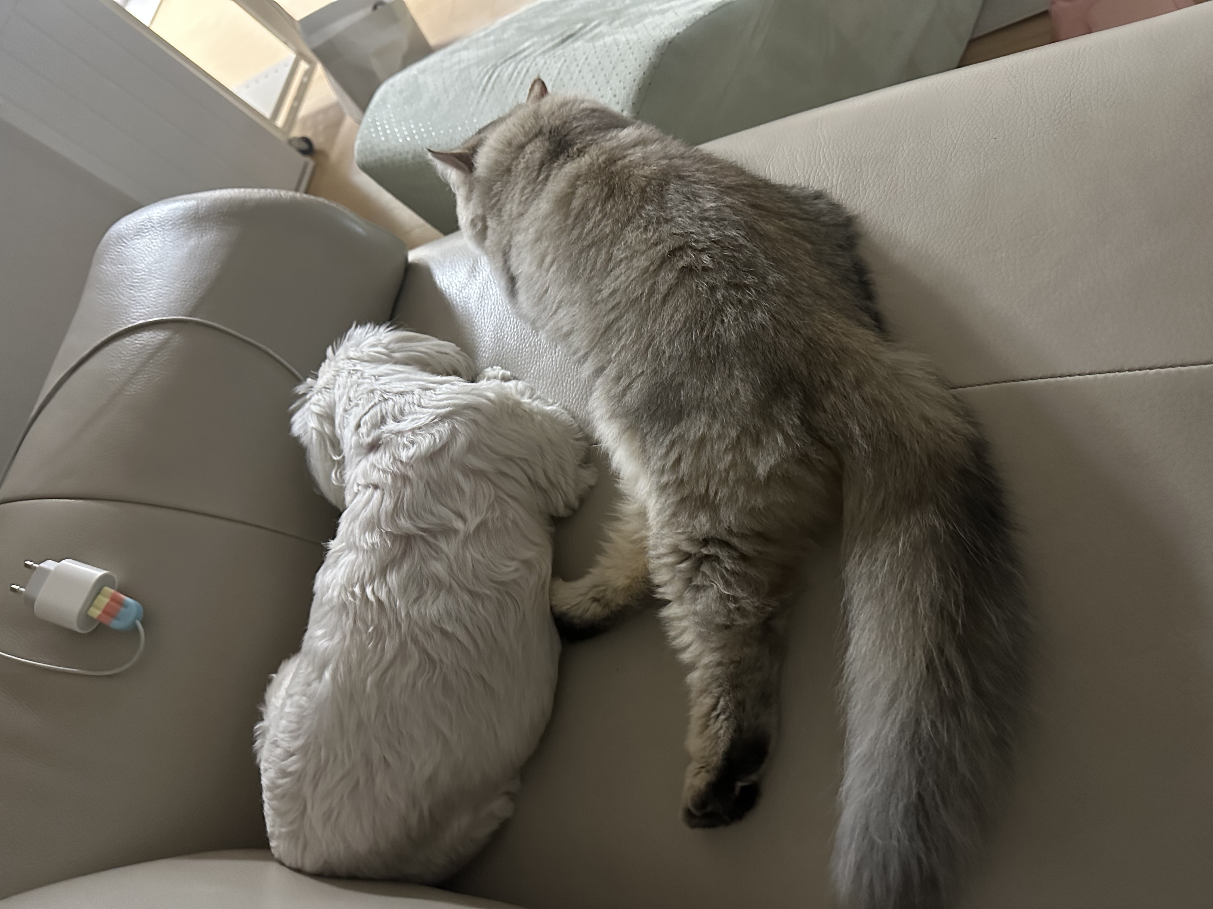 비비 입양 한 달차 후기입니다 💛