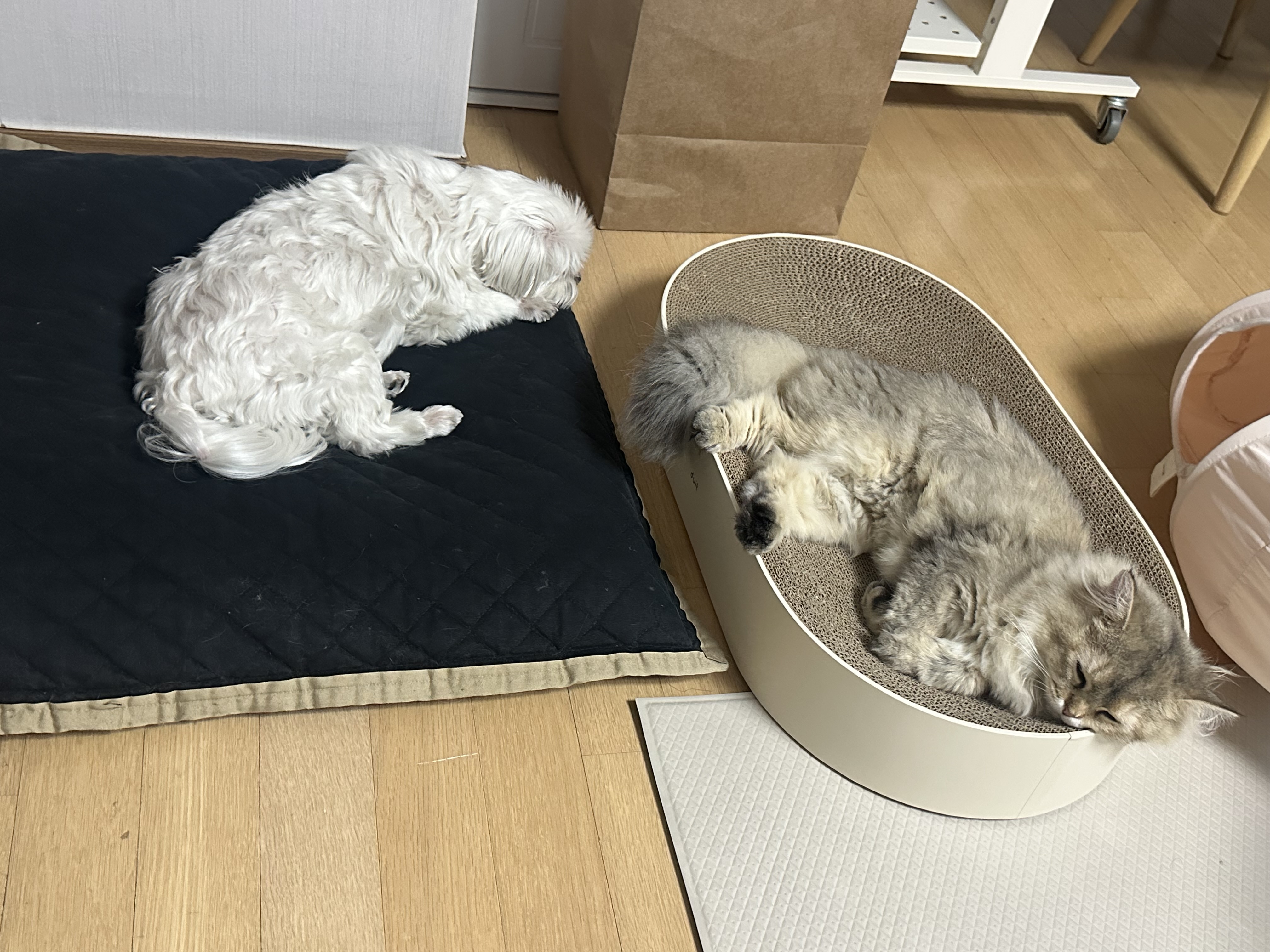 비비 입양 한 달차 후기입니다 💛