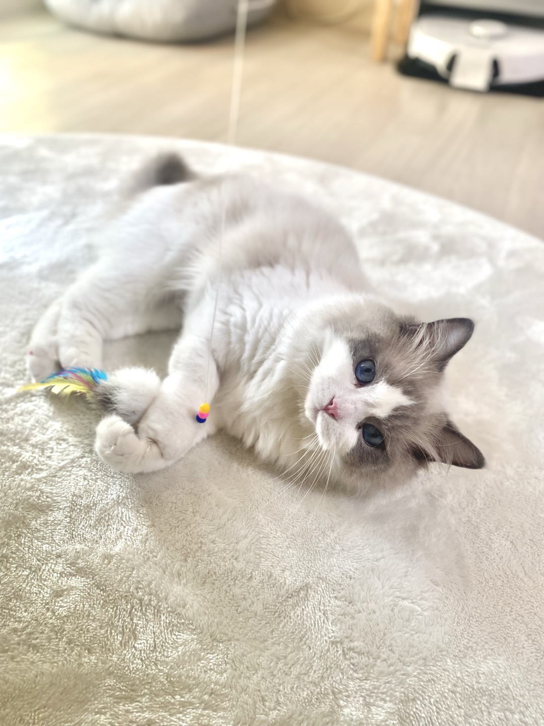 이로(우니) 입양 전제 임시보호 한 달