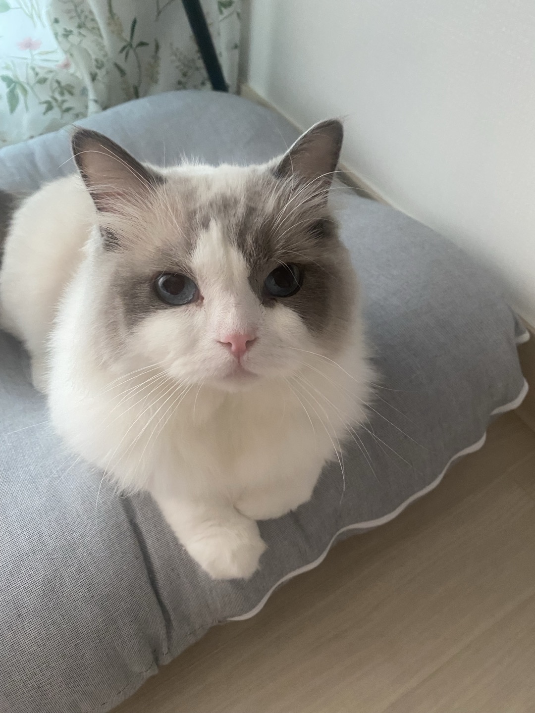 이로(우니) 입양 전제 임시보호 한 달