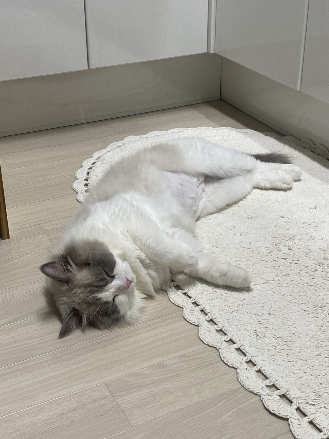 이로(우니) 입양 전제 임시보호 한 달