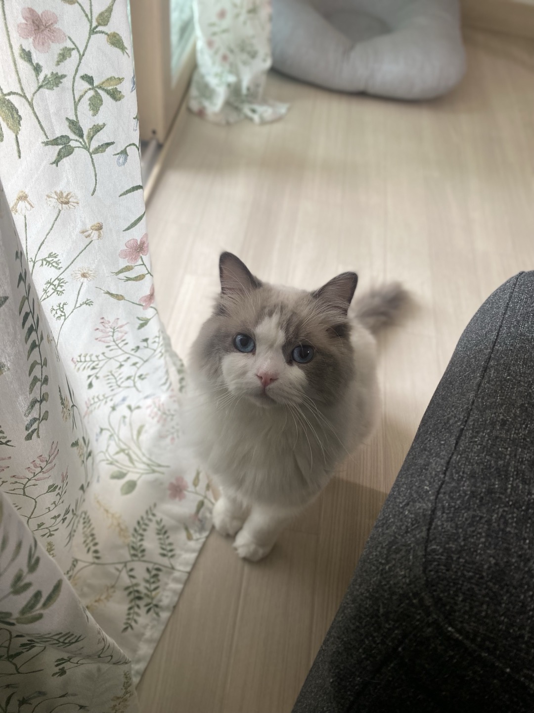 이로(우니) 입양 전제 임시보호 한 달