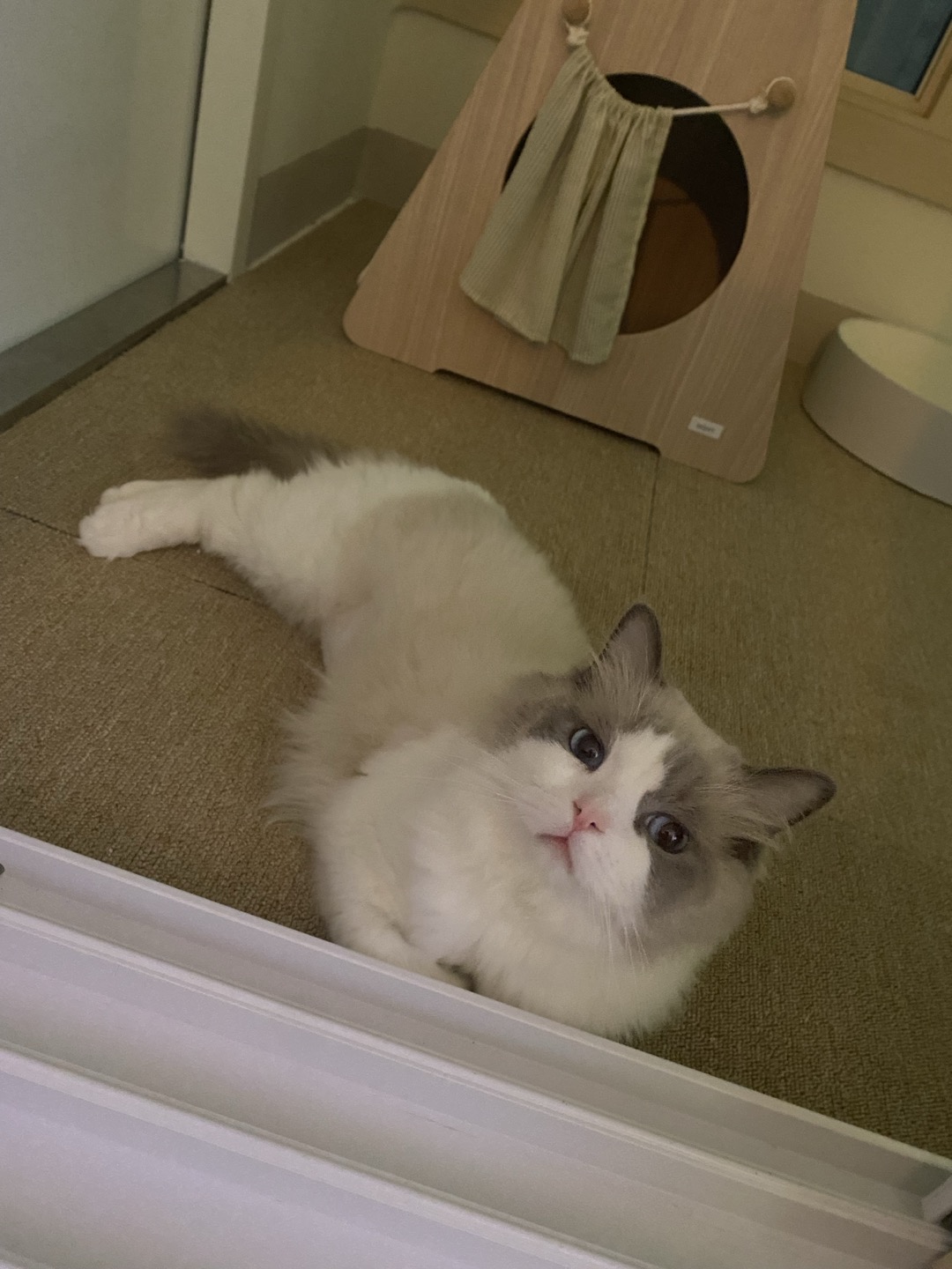 이로(우니) 입양 전제 임시보호 한 달