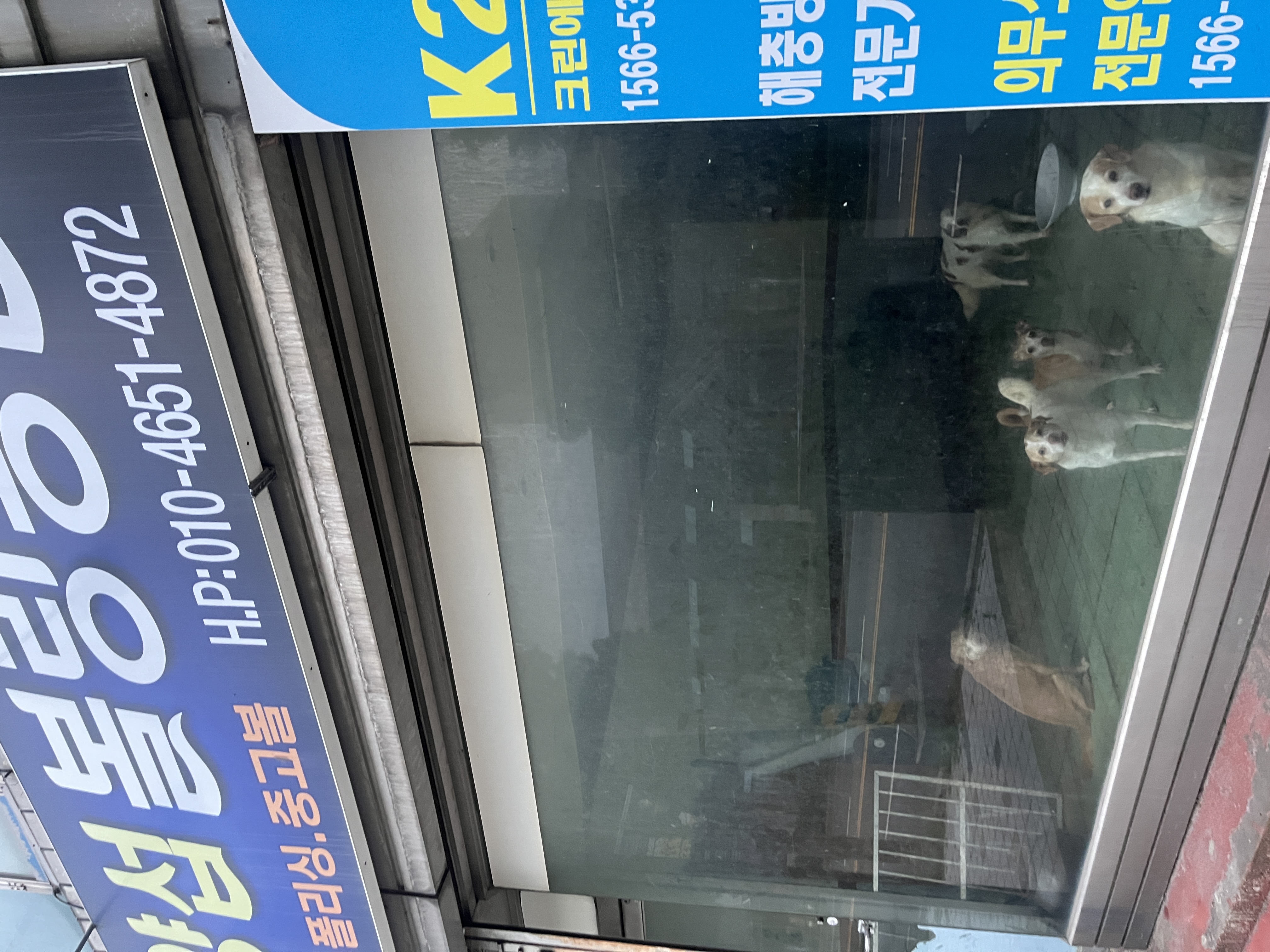 전북 군산 강아지 방치