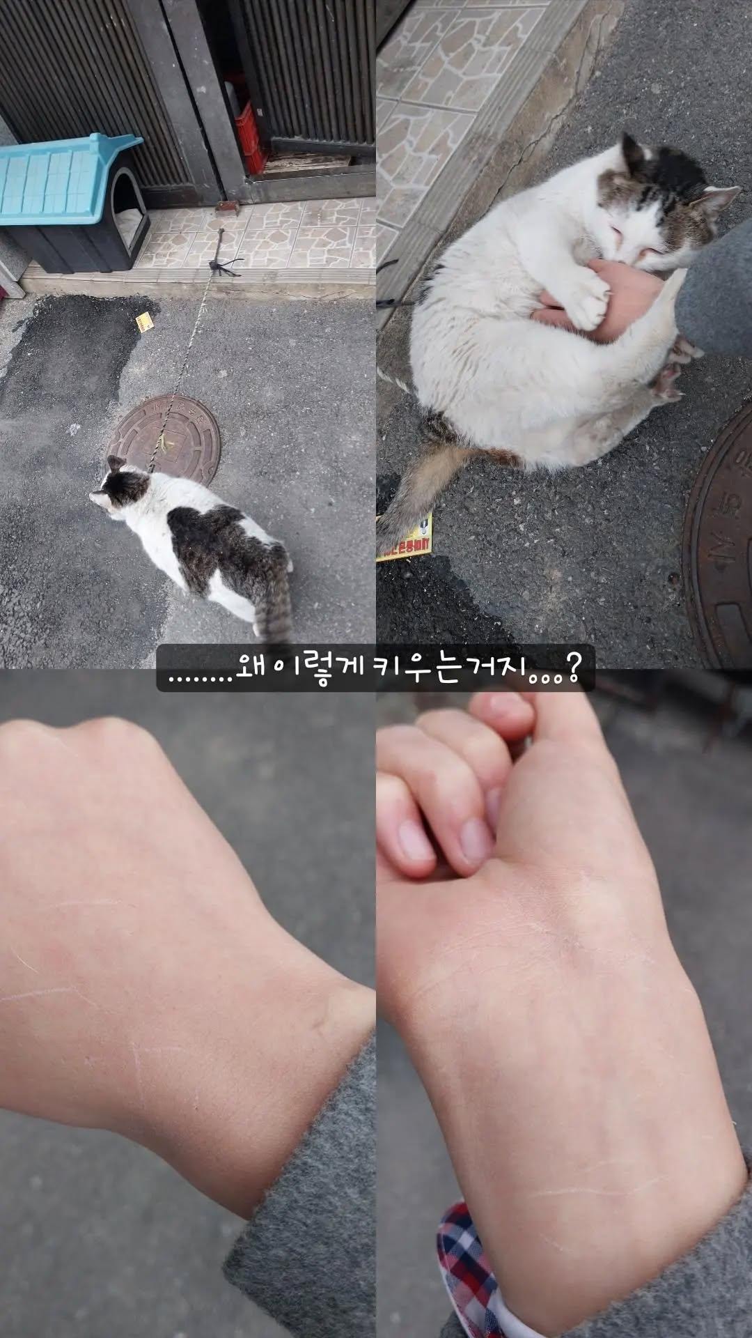 신당 밑에 1미터도 안되는 줄에 묶여사는 고양이