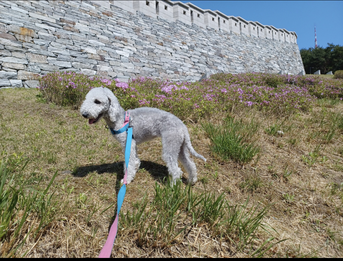 ( 구: 순양이)입양 1년 차- 제일 좋아 하는말! ‘아 넘 예뻐’ 