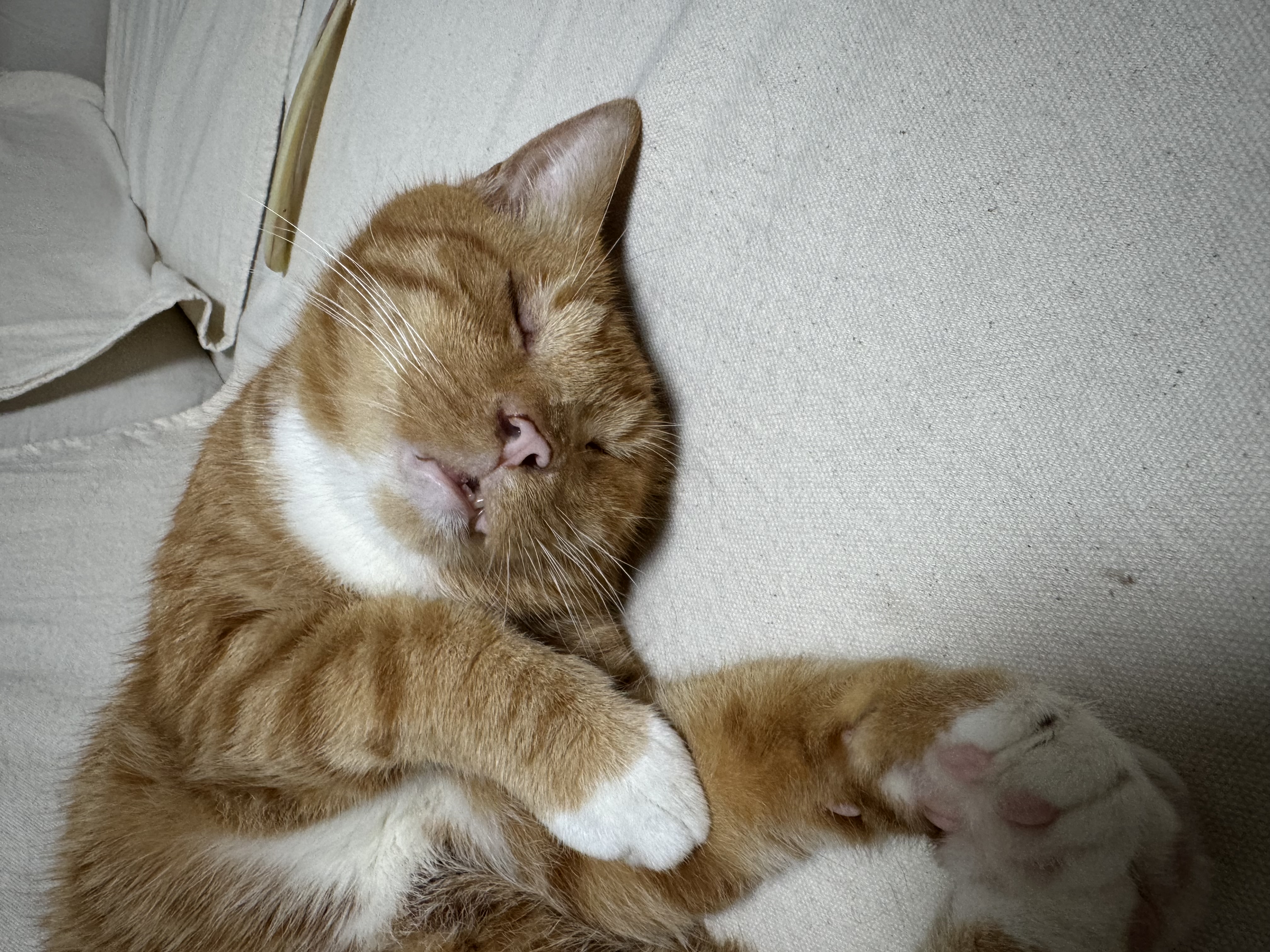 삐용이와 함께한 소중한 3년, 그리고 앞으로도 계속될 행복