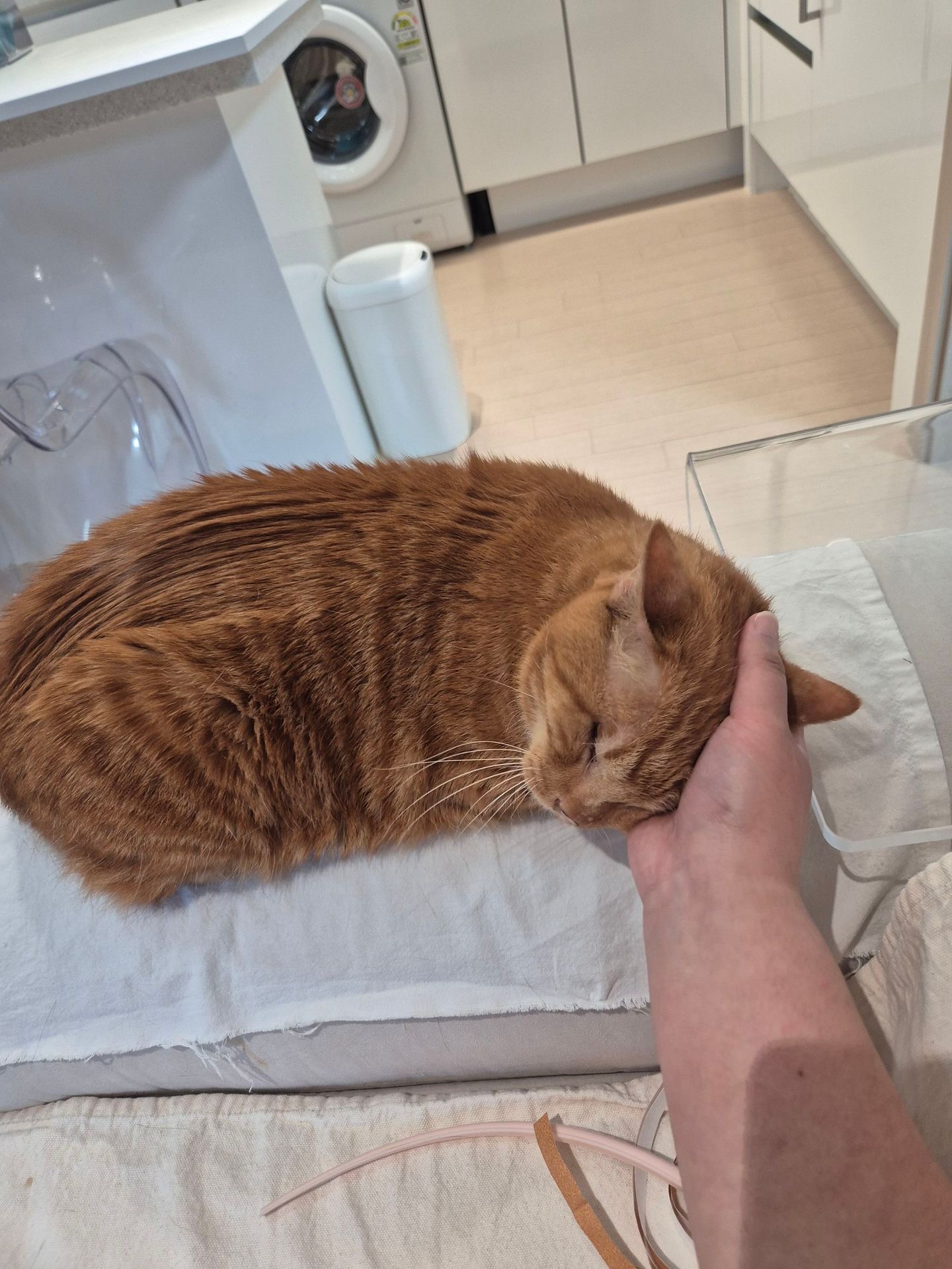 삐용이와 함께한 소중한 3년, 그리고 앞으로도 계속될 행복