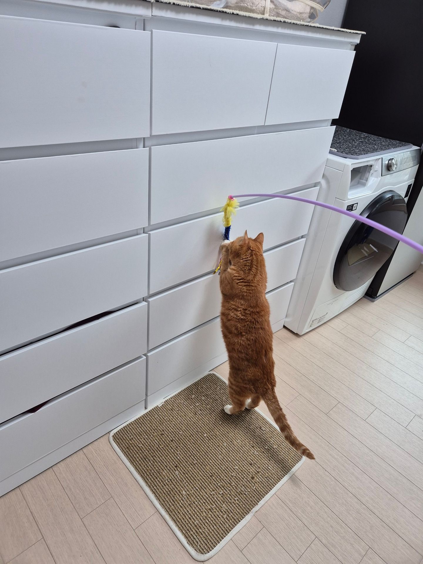 삐용이와 함께한 소중한 3년, 그리고 앞으로도 계속될 행복