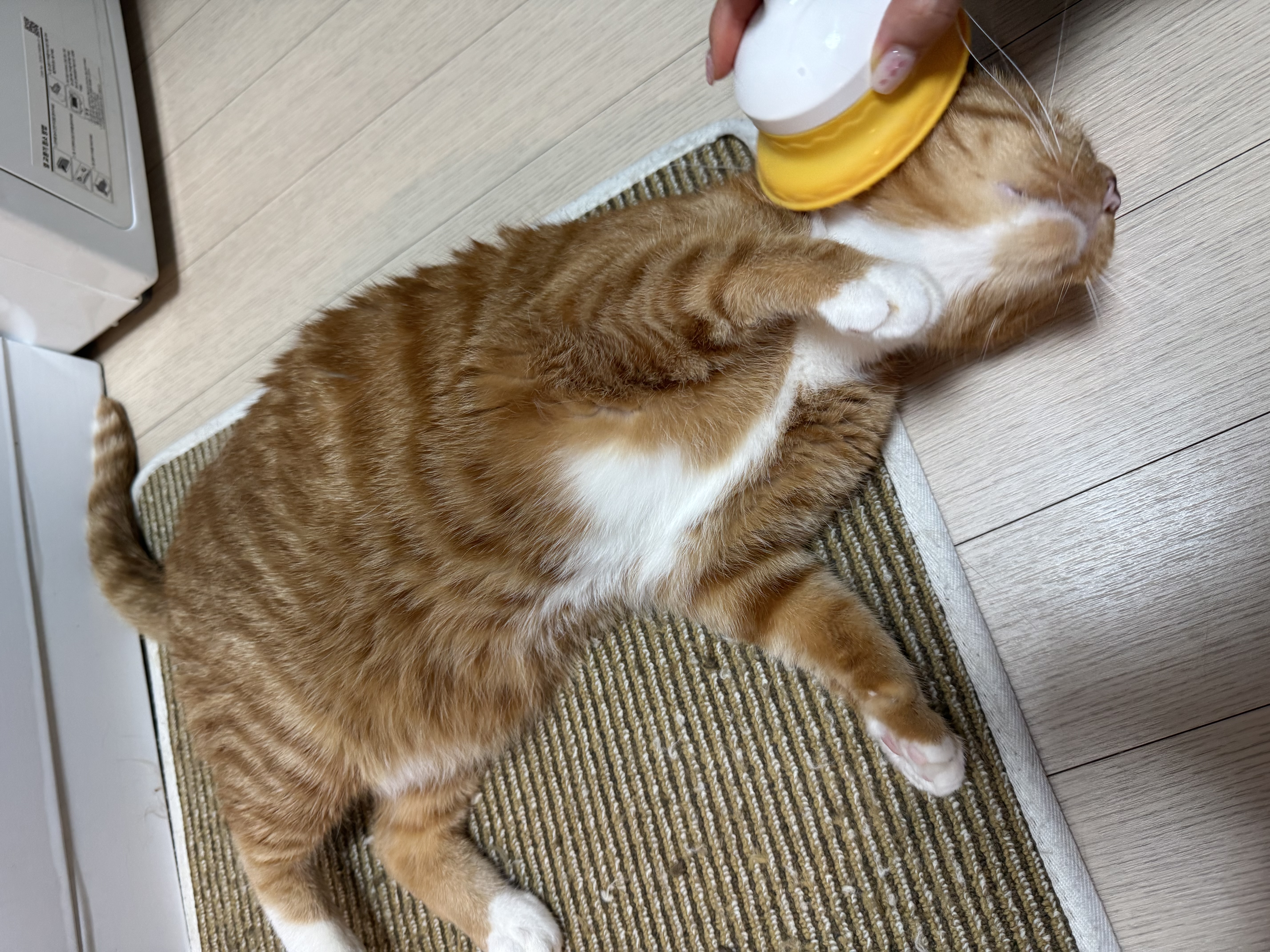 삐용이와 함께한 소중한 3년, 그리고 앞으로도 계속될 행복