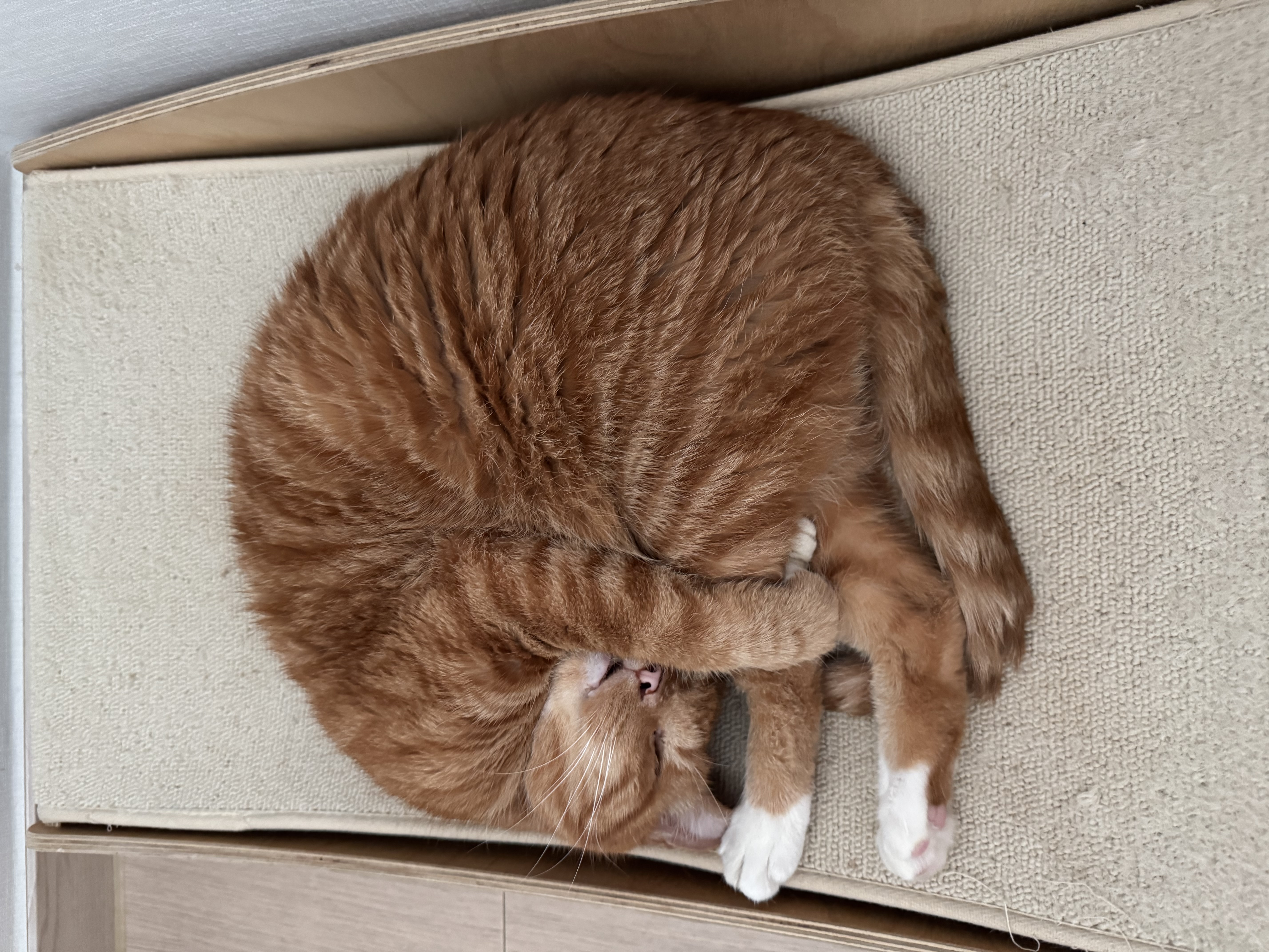 삐용이와 함께한 소중한 3년, 그리고 앞으로도 계속될 행복